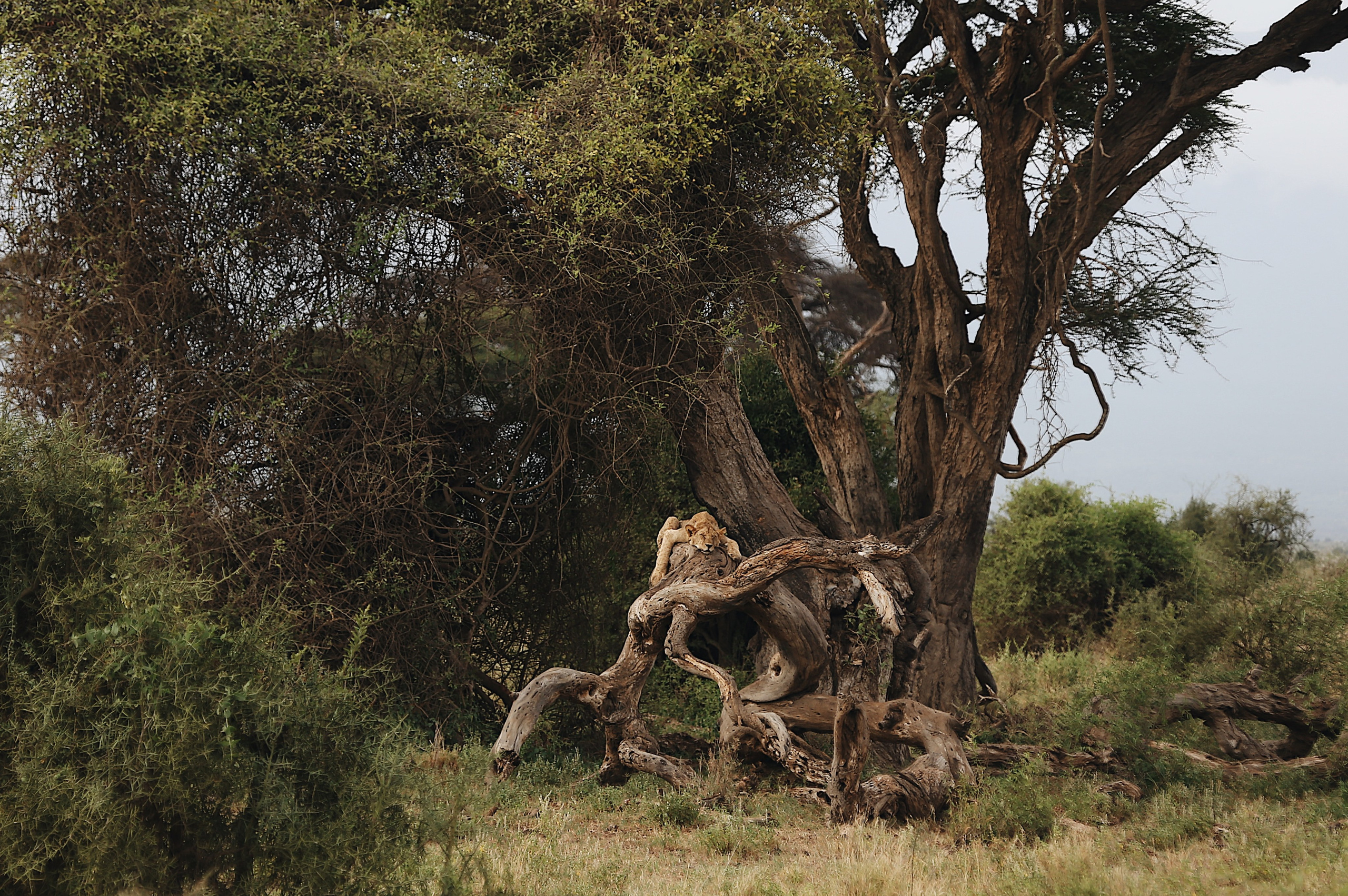 Kenya. Safari. Ekaterina Buneeva Photography