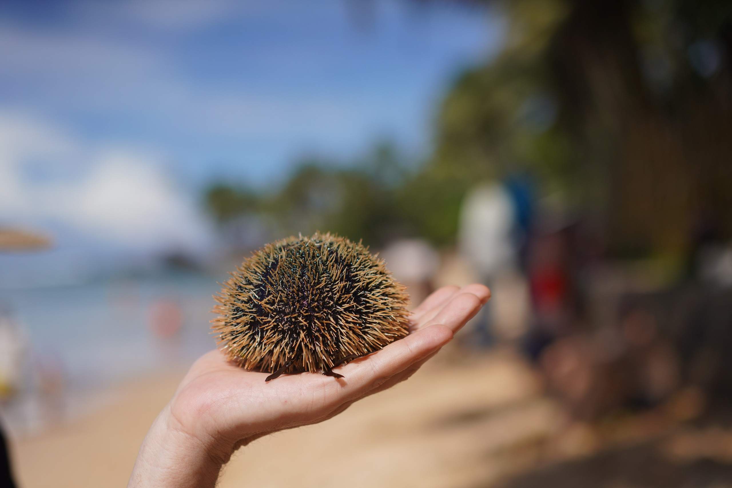 Остров Шри-Ланка. Фотограф Сергей Кишкель Дананг Нячанг Фукуок