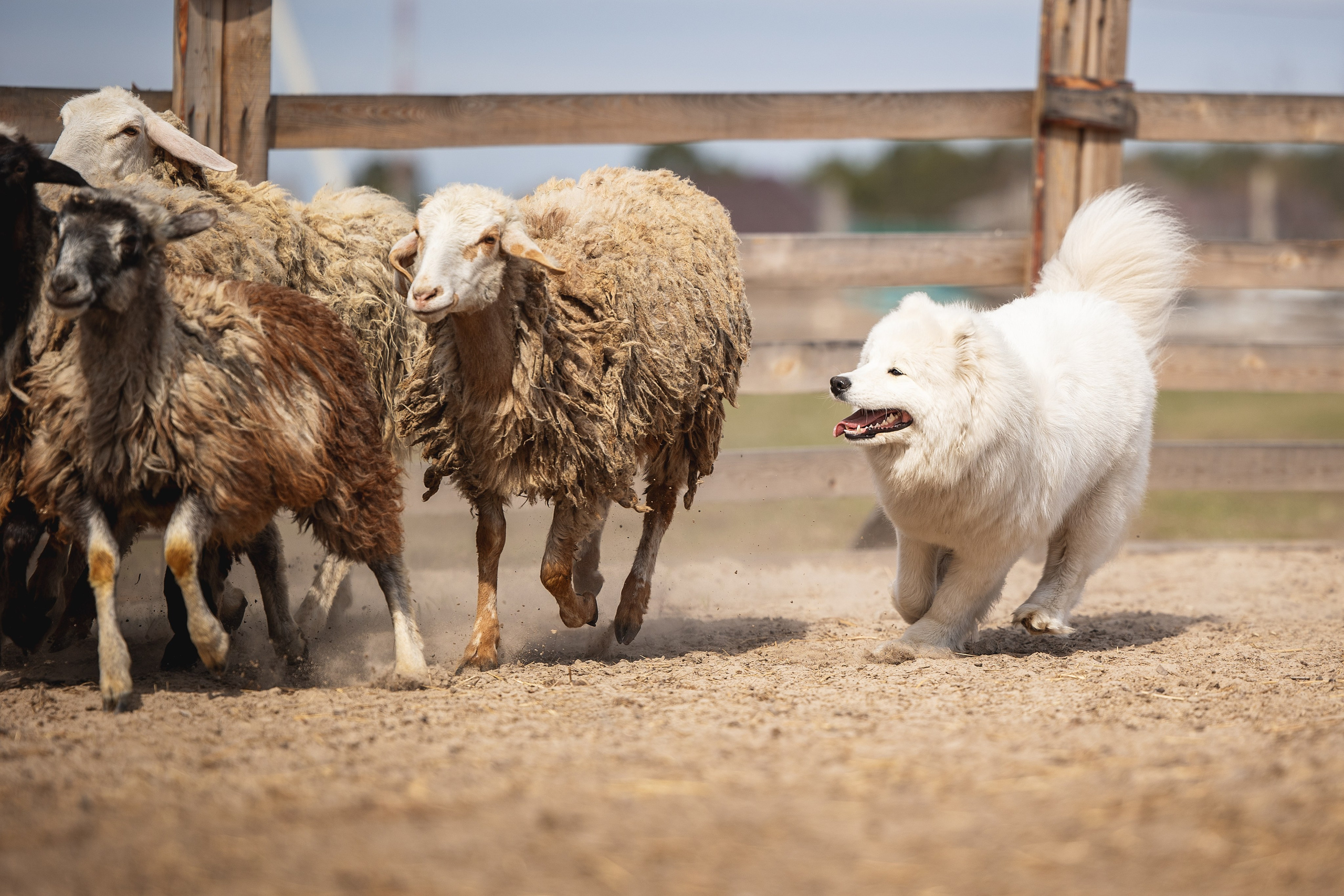 День самоедов 25.05.2024. YULA KOLESOVA | Фотограф — Анималист | Художник | Тюмень