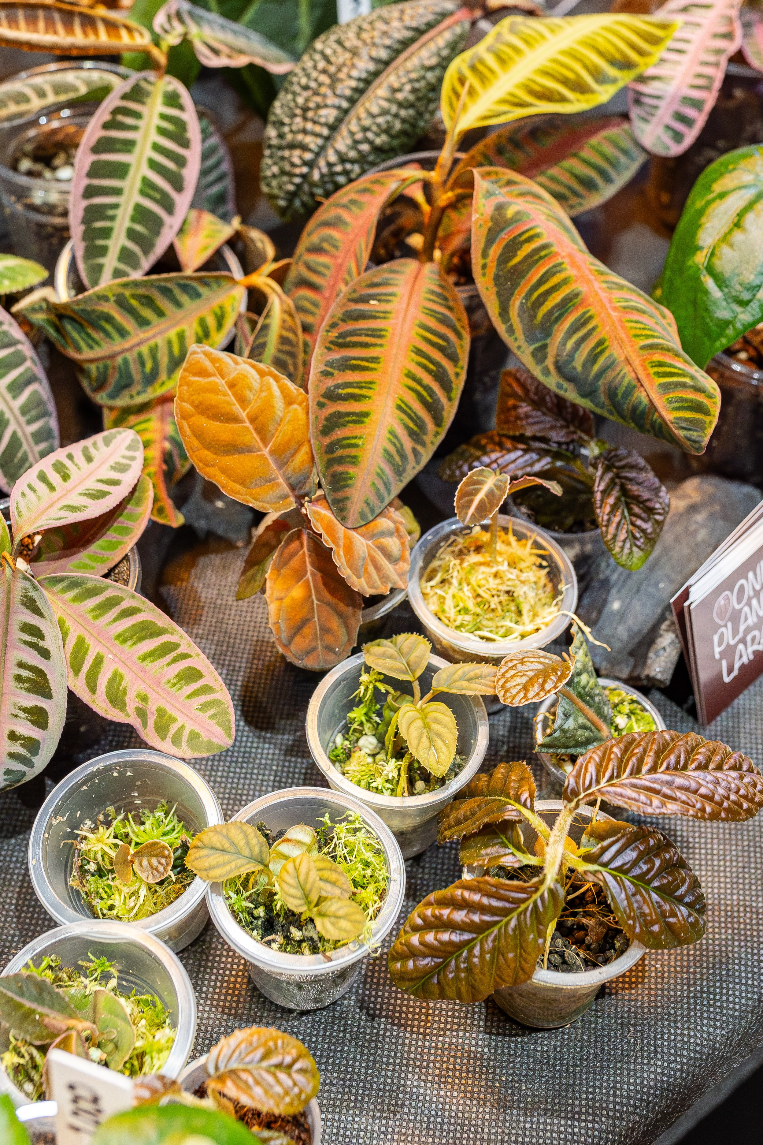 Монстериум апрель 2026. Александра Куликова фотограф, Москва