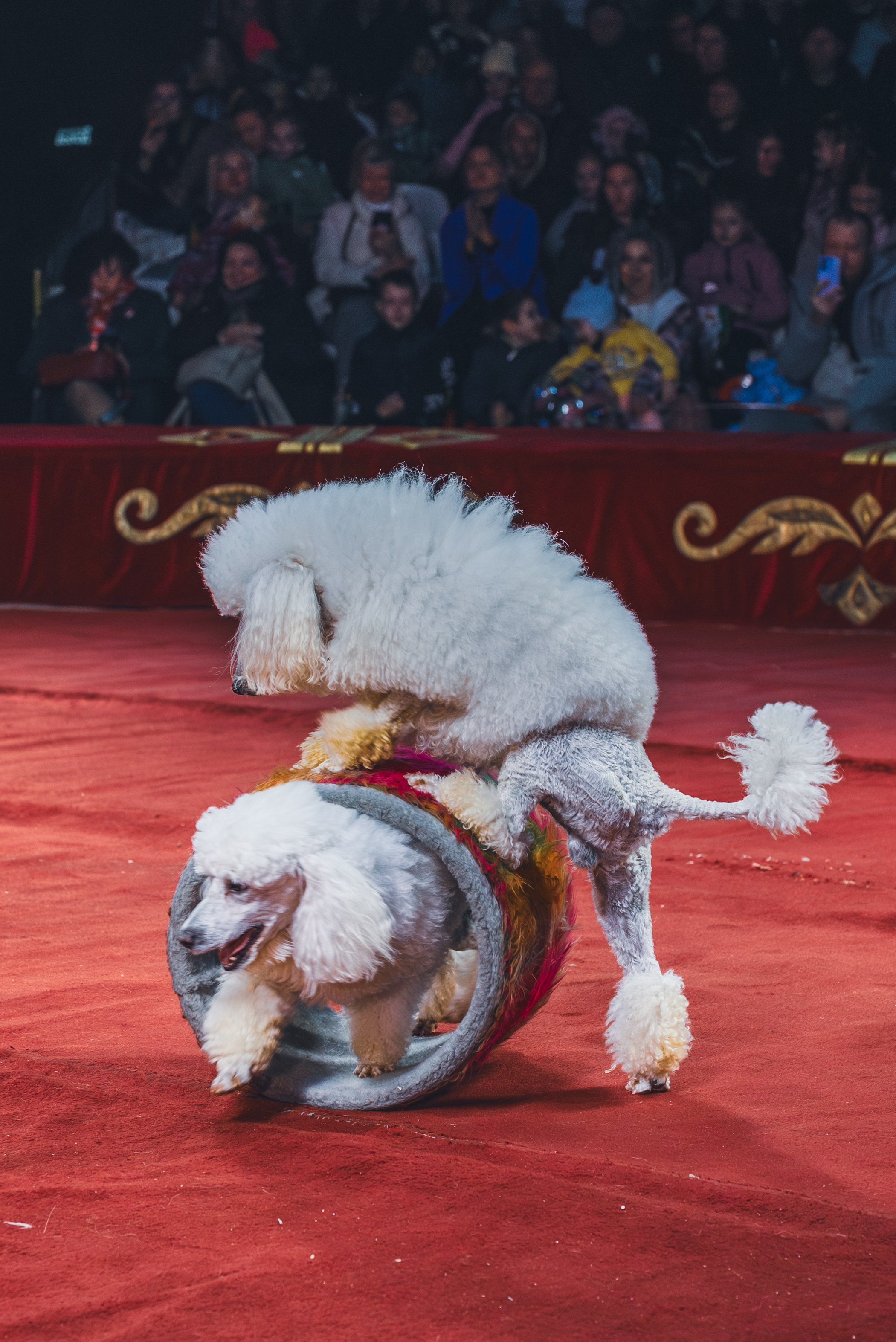 Репортажная съемка. Фотограф Вероника Чермных