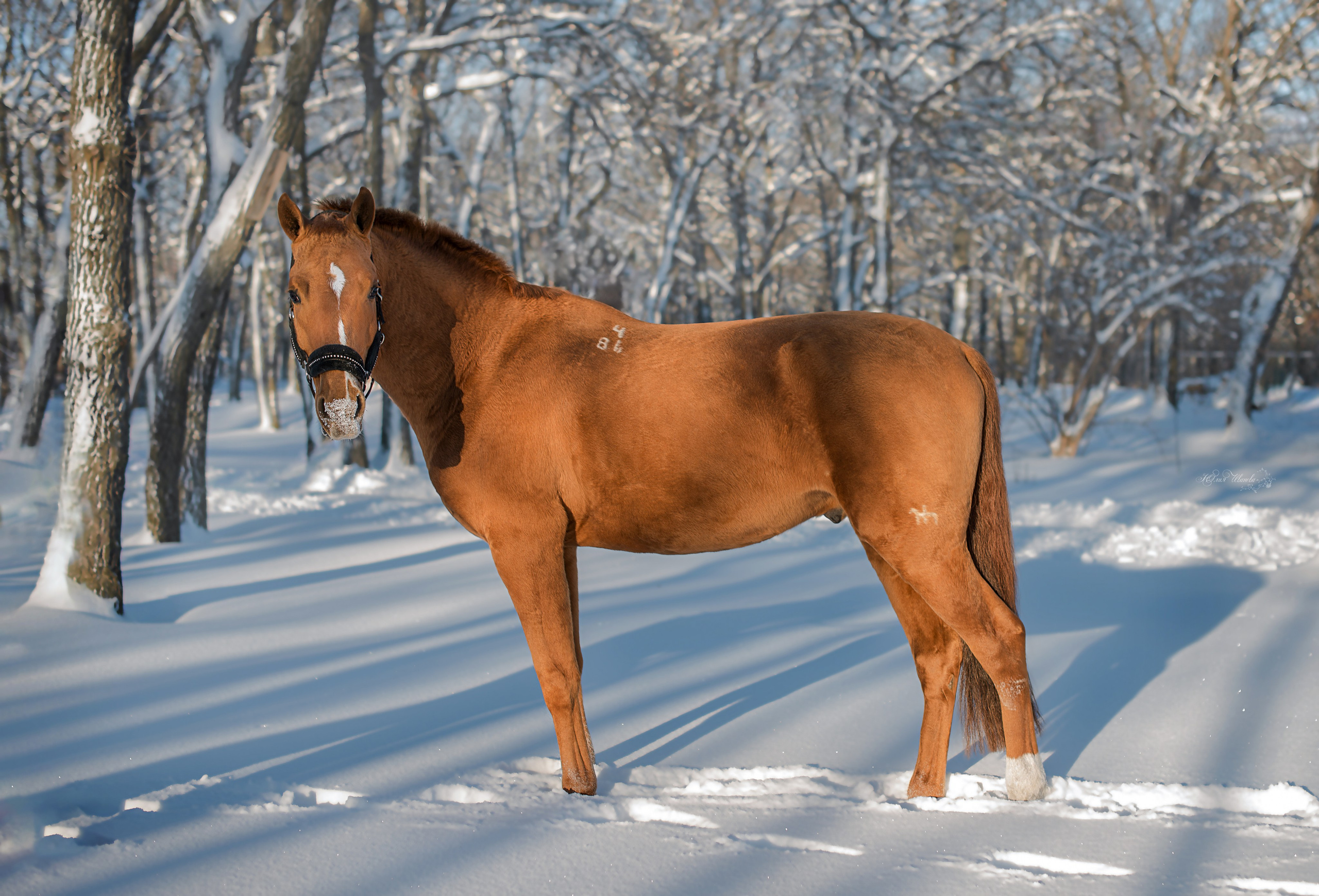 Лошади. Конный фотограф в Саратове Юлия Иванова