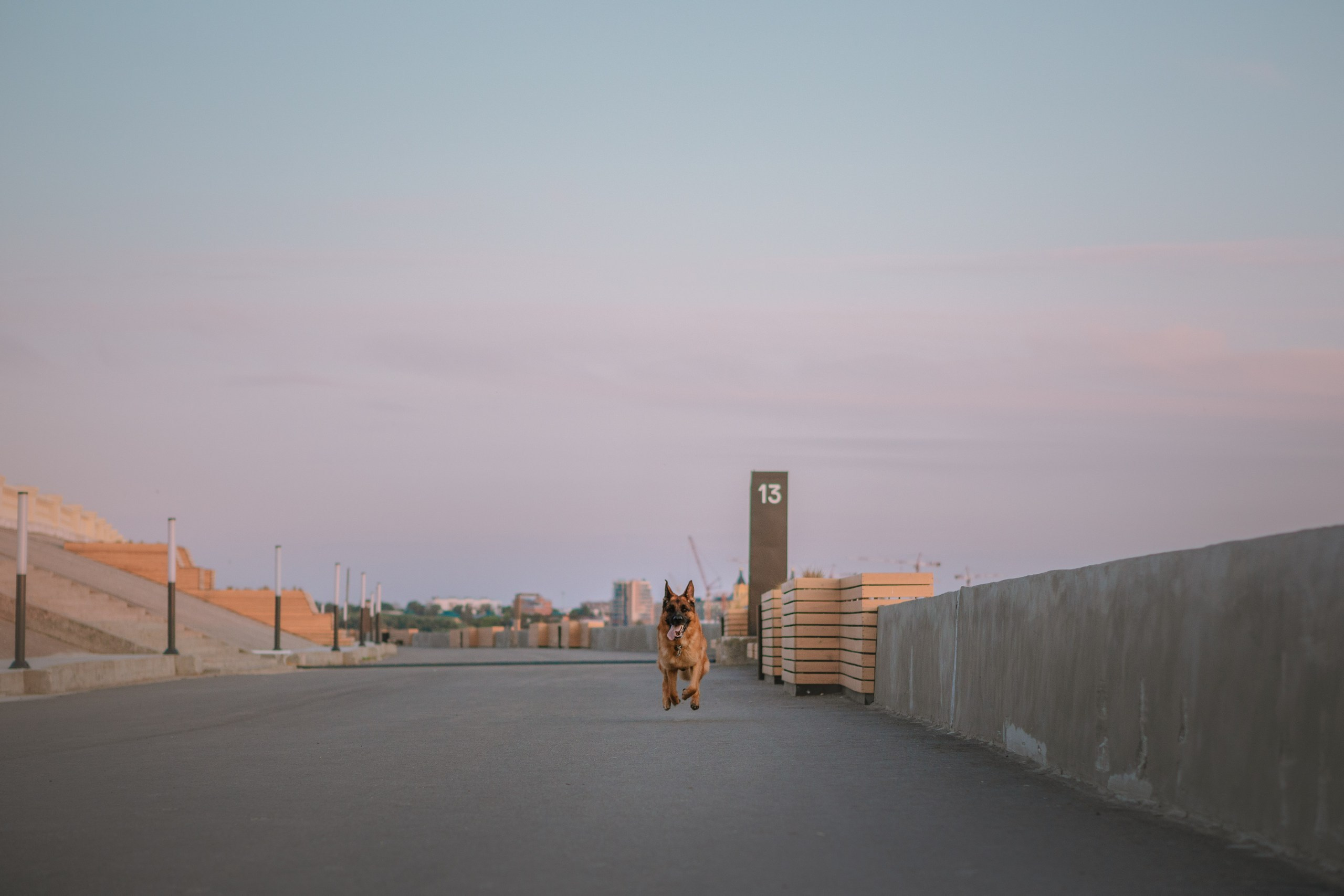 НО Расмус. Рассвет. Фотограф анималист Кузнецова Анна Нижний Новгород