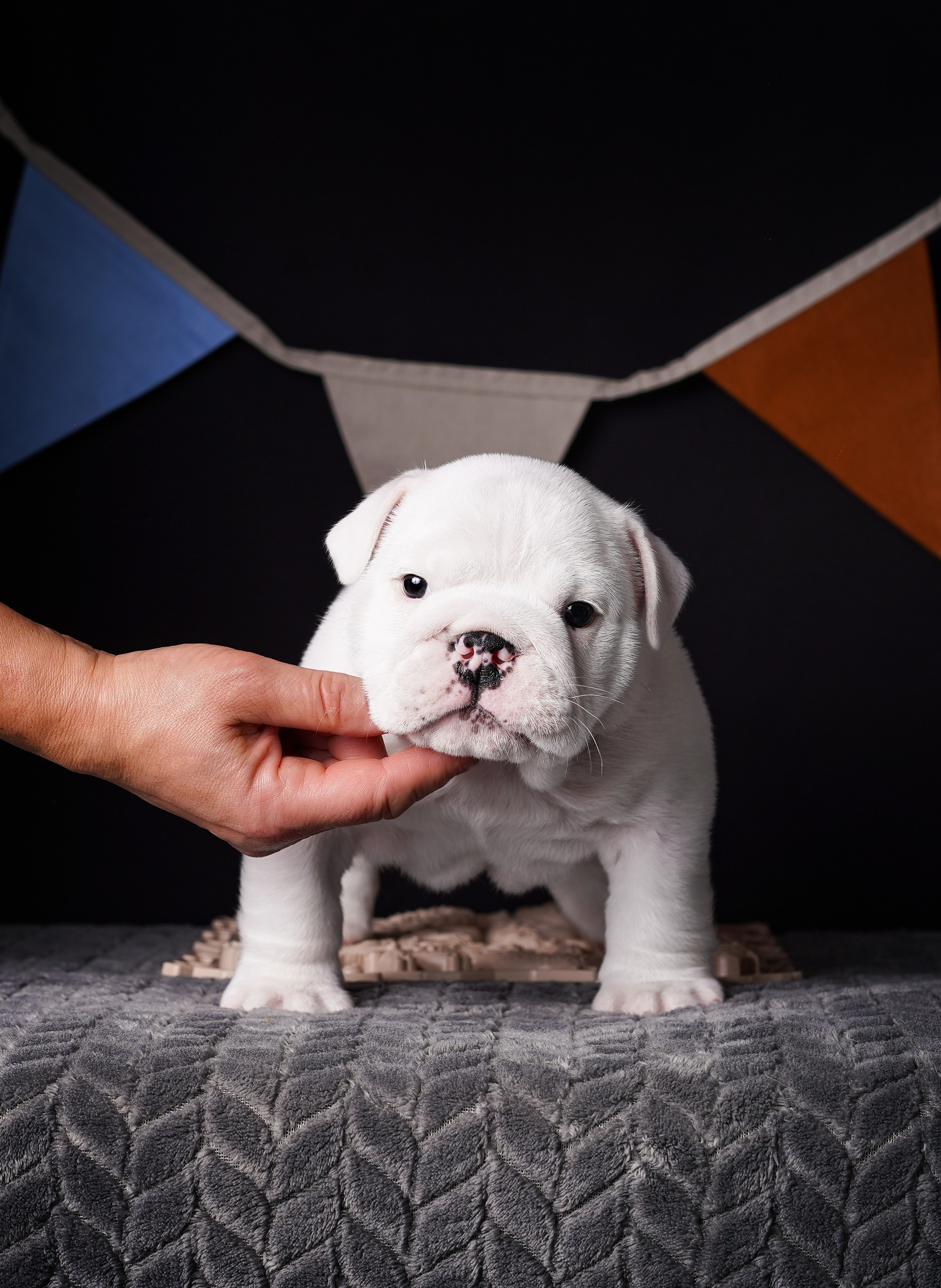 Щенки бульдога. Фотограф-анималист в Санкт-Петербурге Яна Мартынова