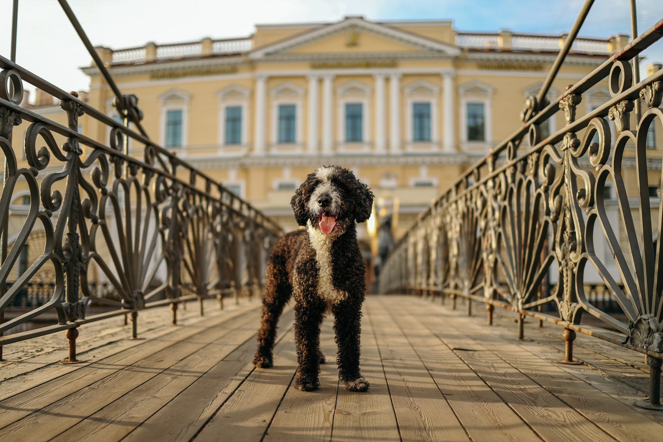 В городе. Фотограф- анималист Санкт-Петербург