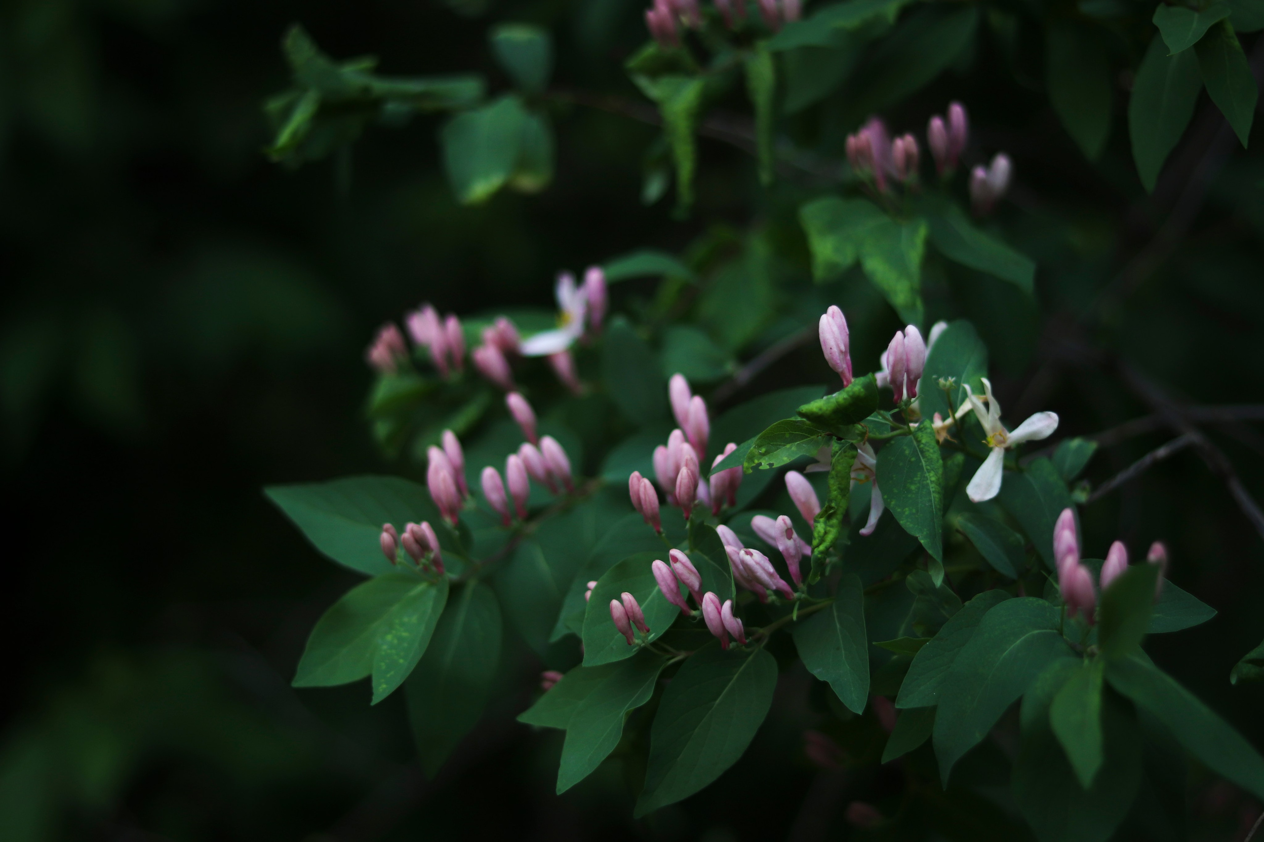 Настя. Ивентный фотограф в Санкт-Петербурге Олег Комков
