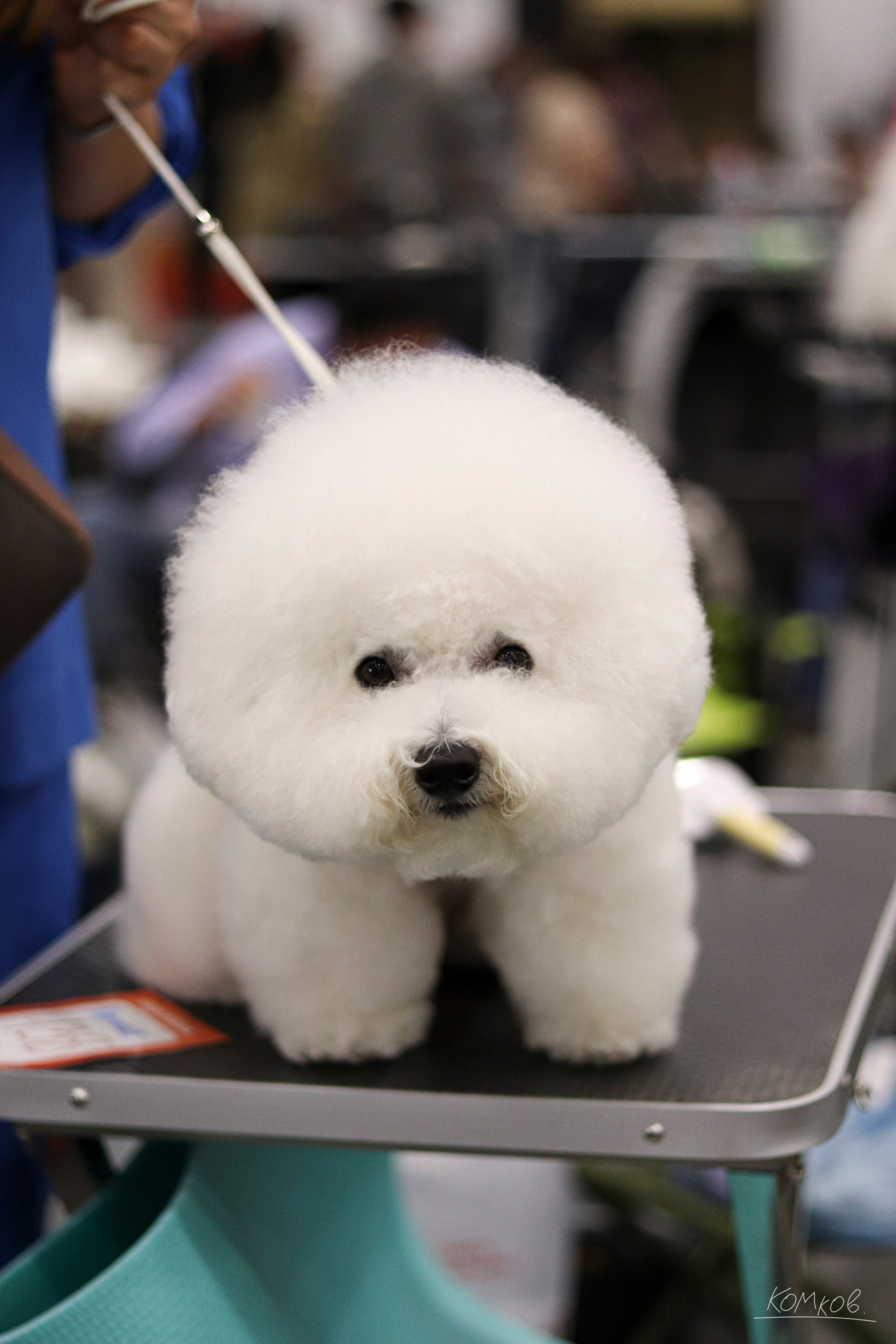 ЗооШоу. Ивентный фотограф в Санкт-Петербурге Олег Комков