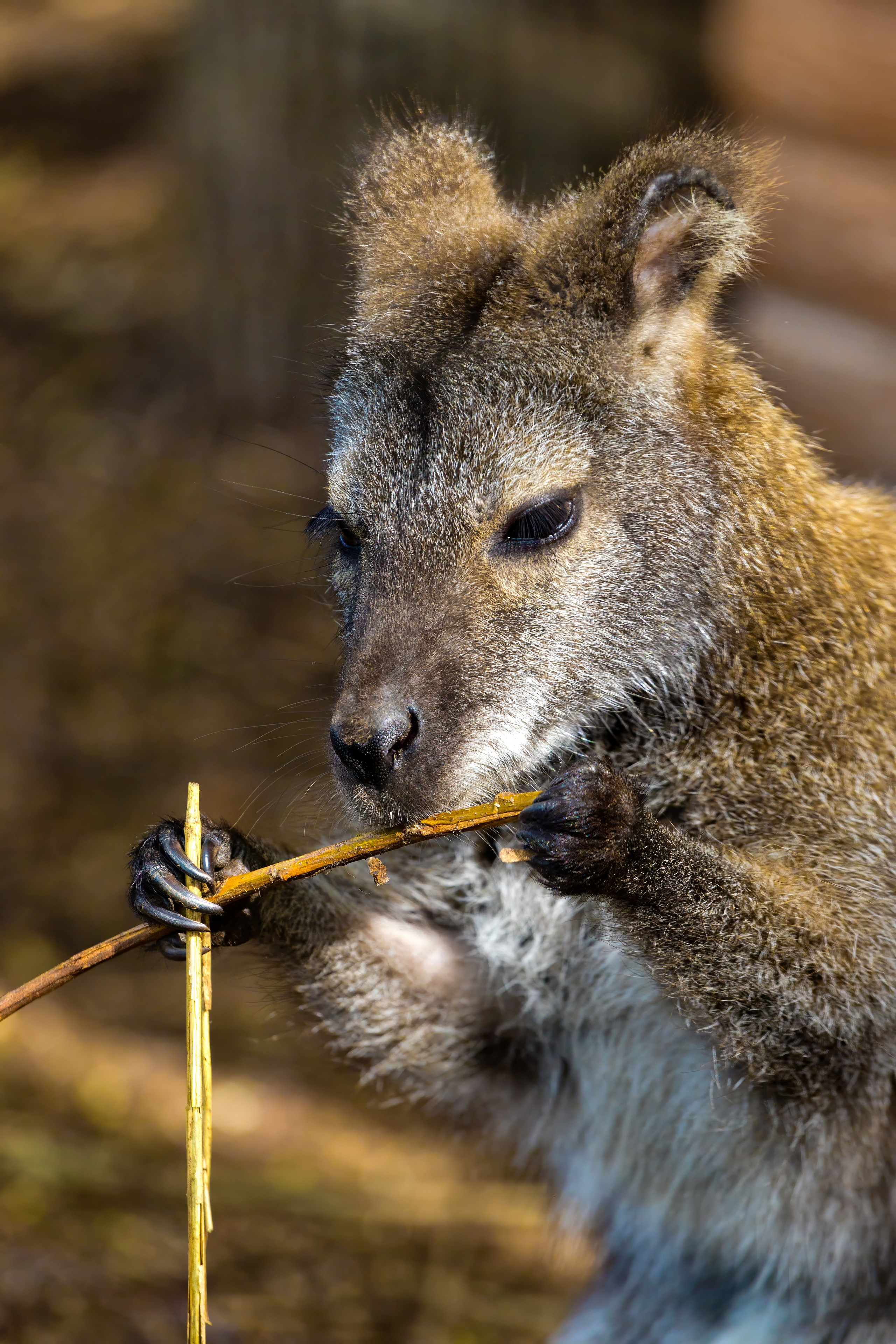 Зоопарк. Photomantis