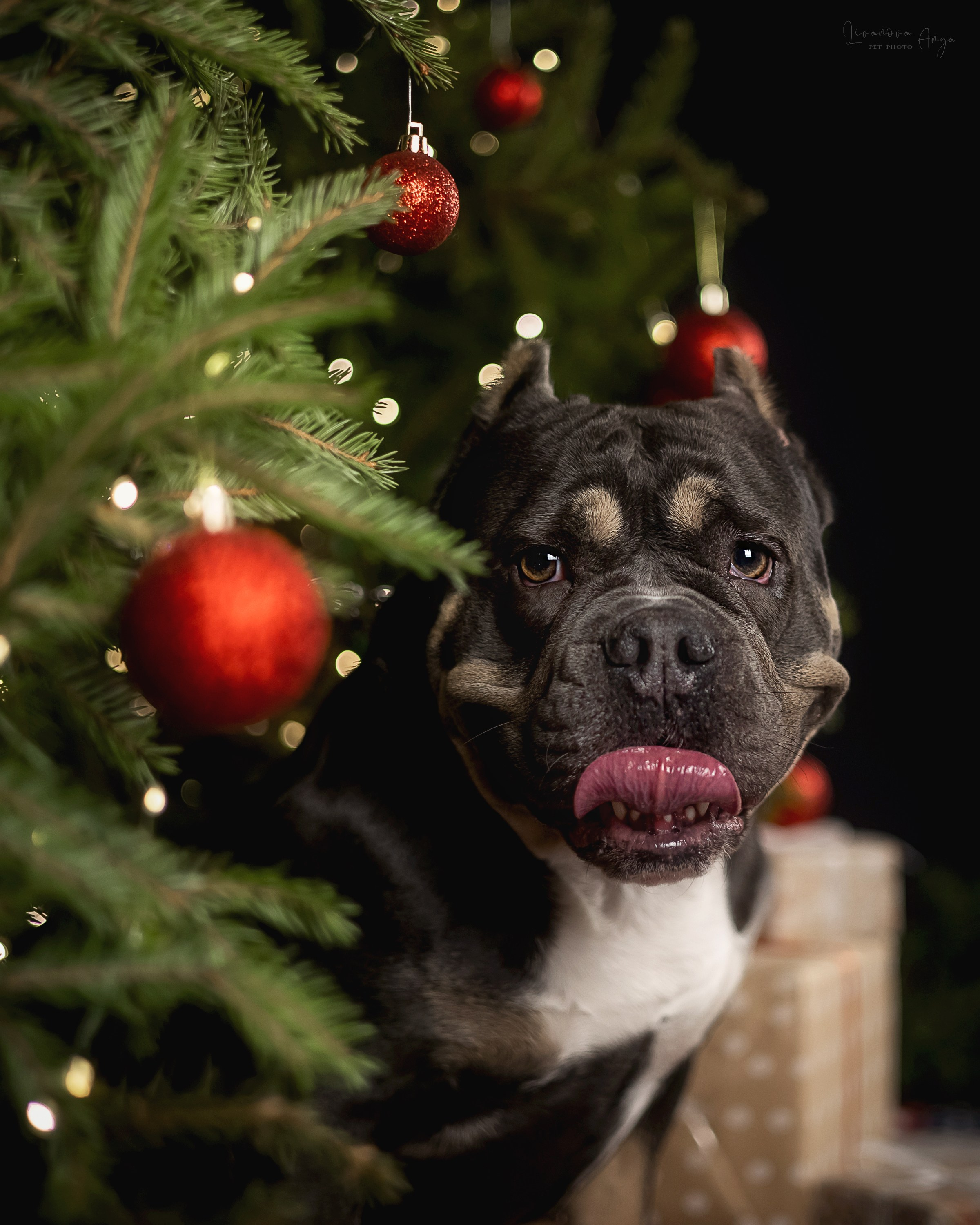 Фотодень_2 2025. Фотограф анималист Аня Ливанова | Рыбинск