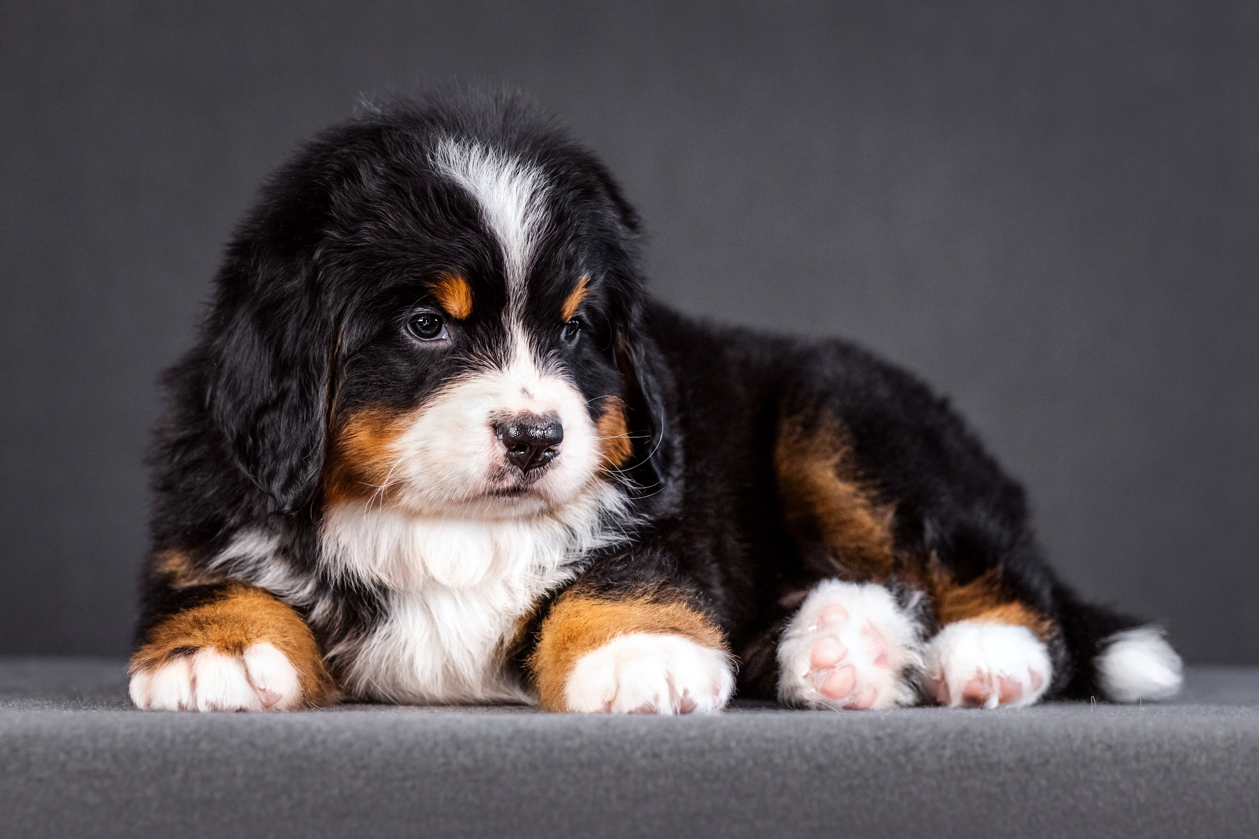 Берны. Фотограф анималист Аня Ливанова | Рыбинск