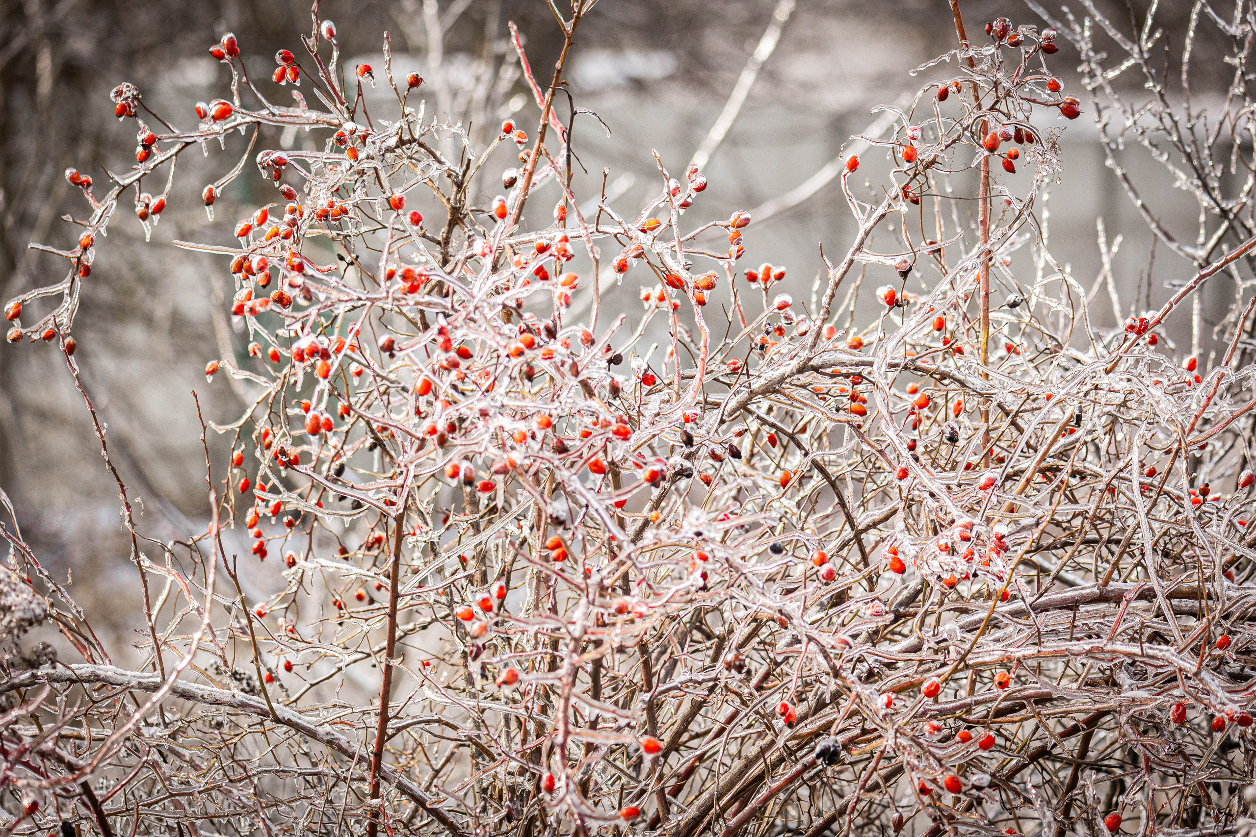 Дикий животный мир. Фотограф-АниМалист Анна Абрамова