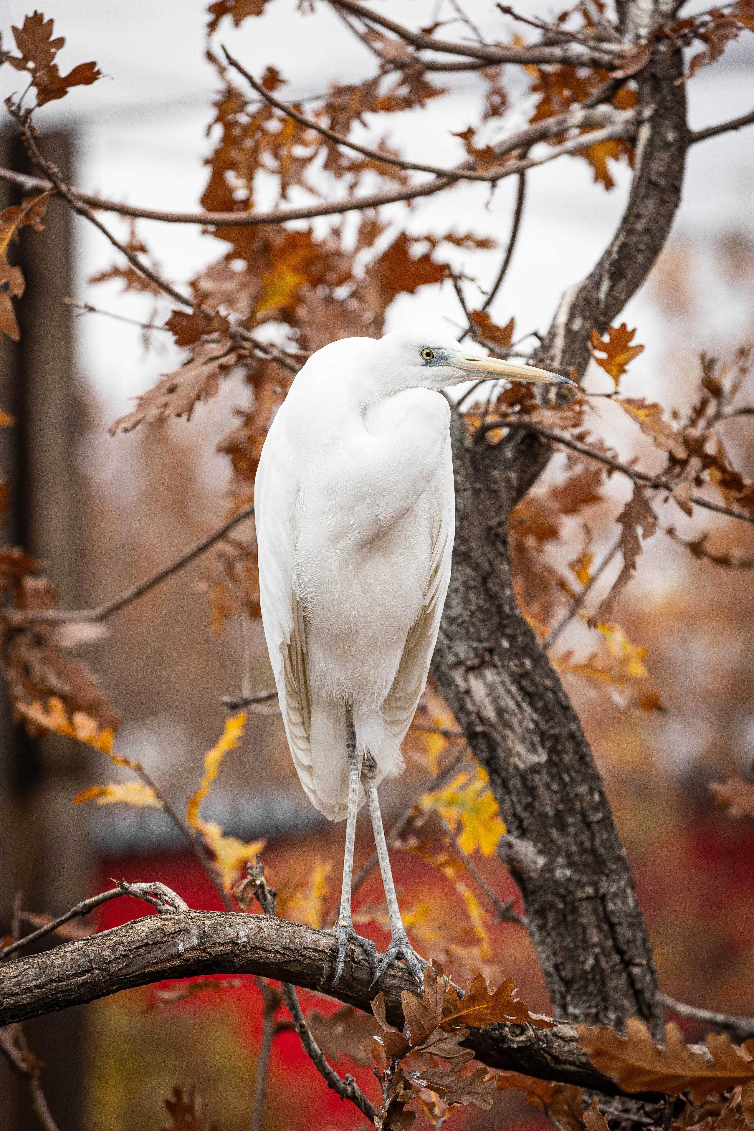 Зоопарк Малинки. Фотограф-АниМалист Анна Абрамова