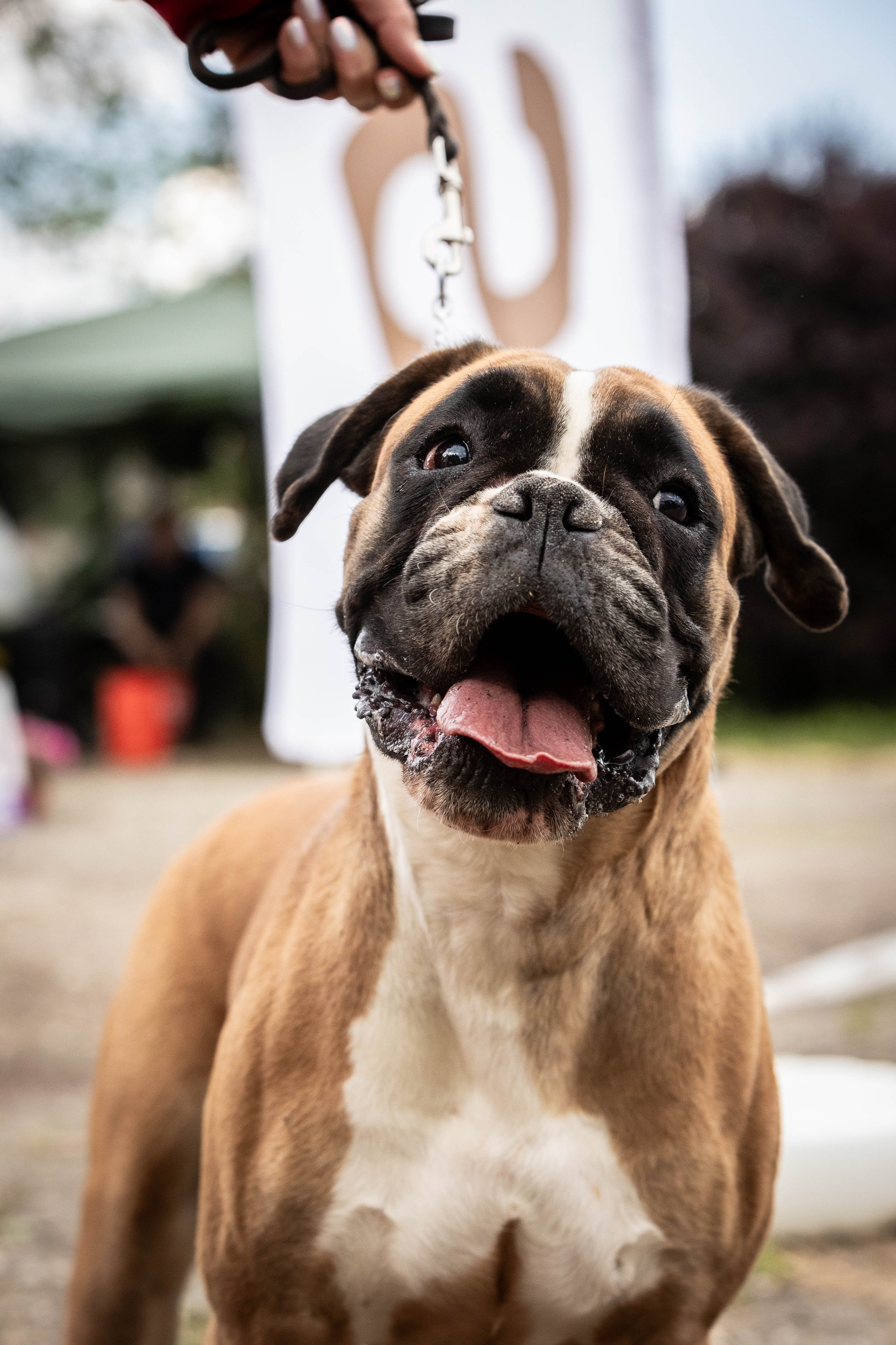 Репортаж (фото с выставок). Фотограф-АниМалист Анна Абрамова