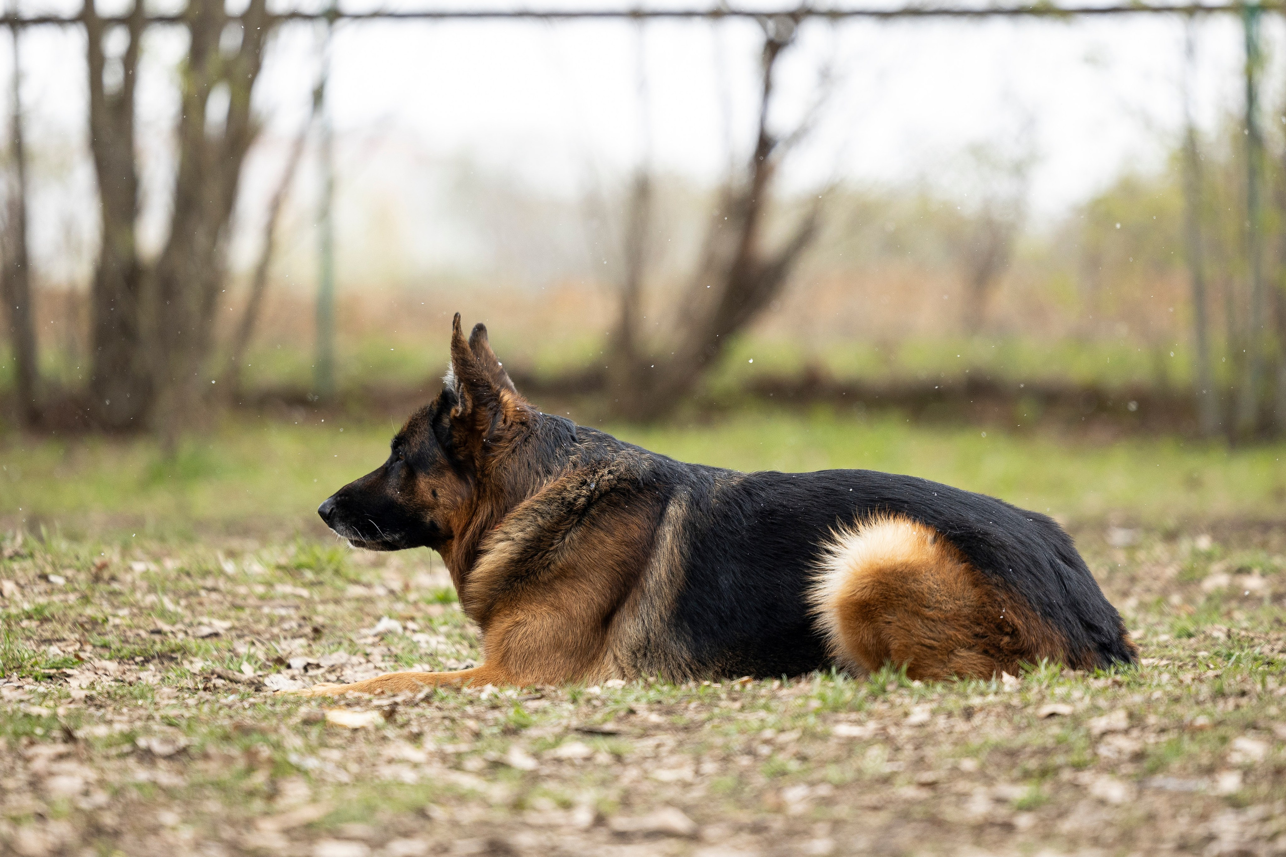 Квалификационные состязания по мондьорингу г. Вологда 11.05.24. Фотограф-анималист Анна Маринич