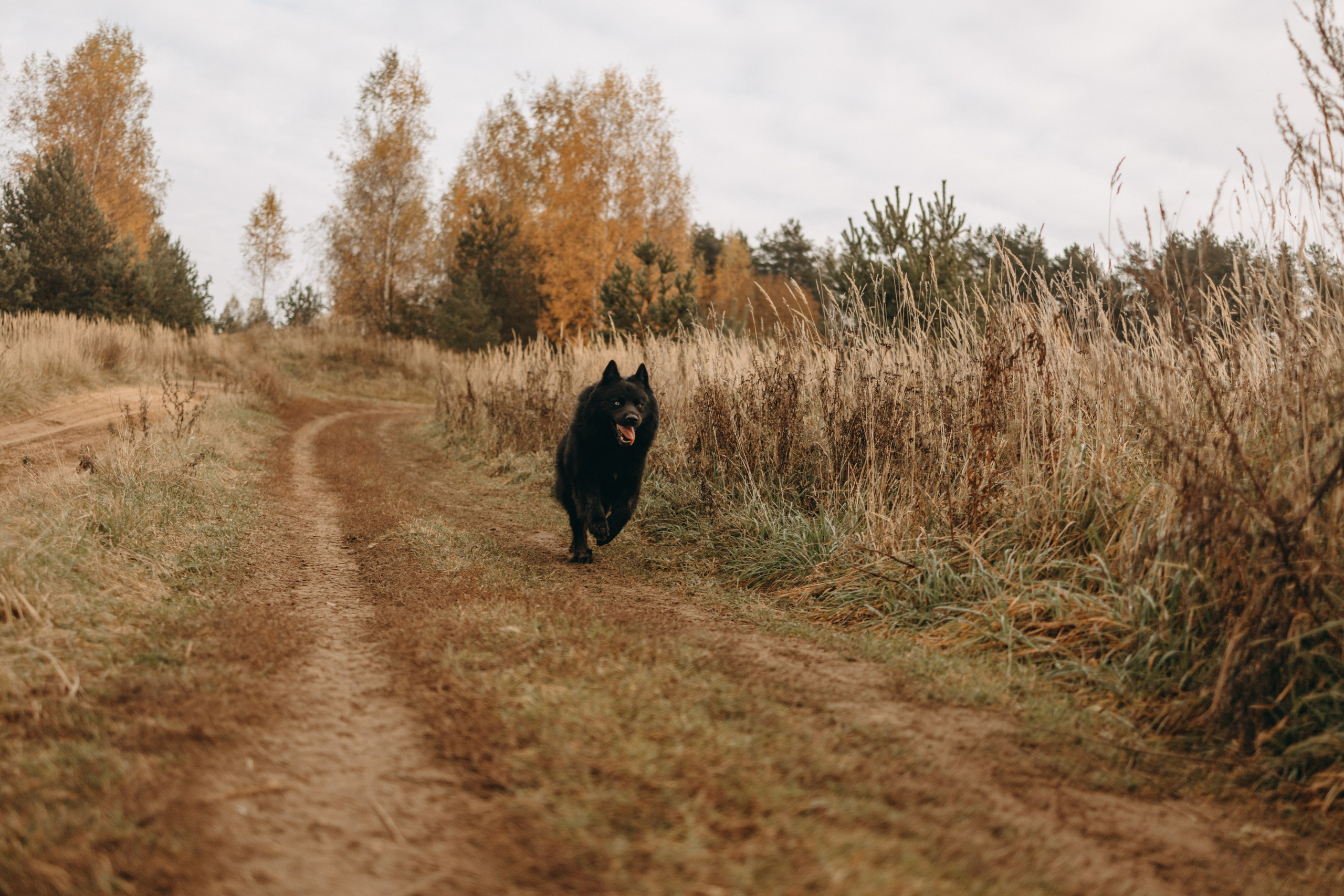 Лора и Джанго. Фотограф — Анималист | Санкт-Петербург