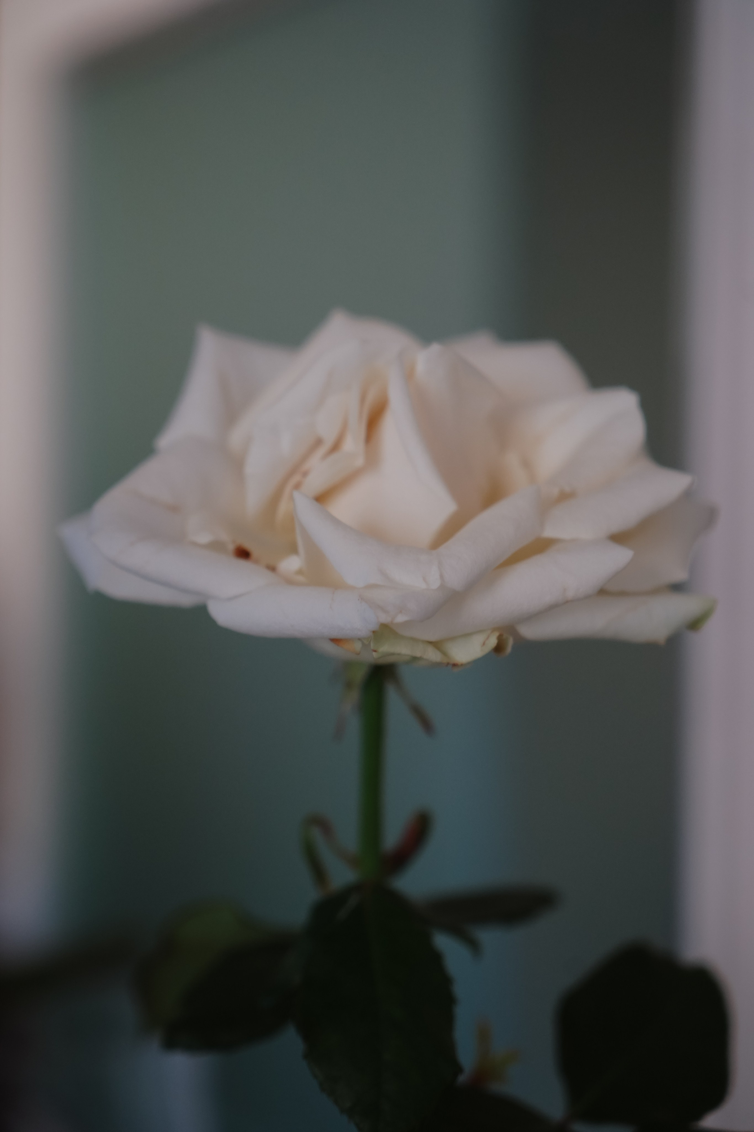 Анфиса и Никита. Валерия Смирнова / Свадебный фотограф