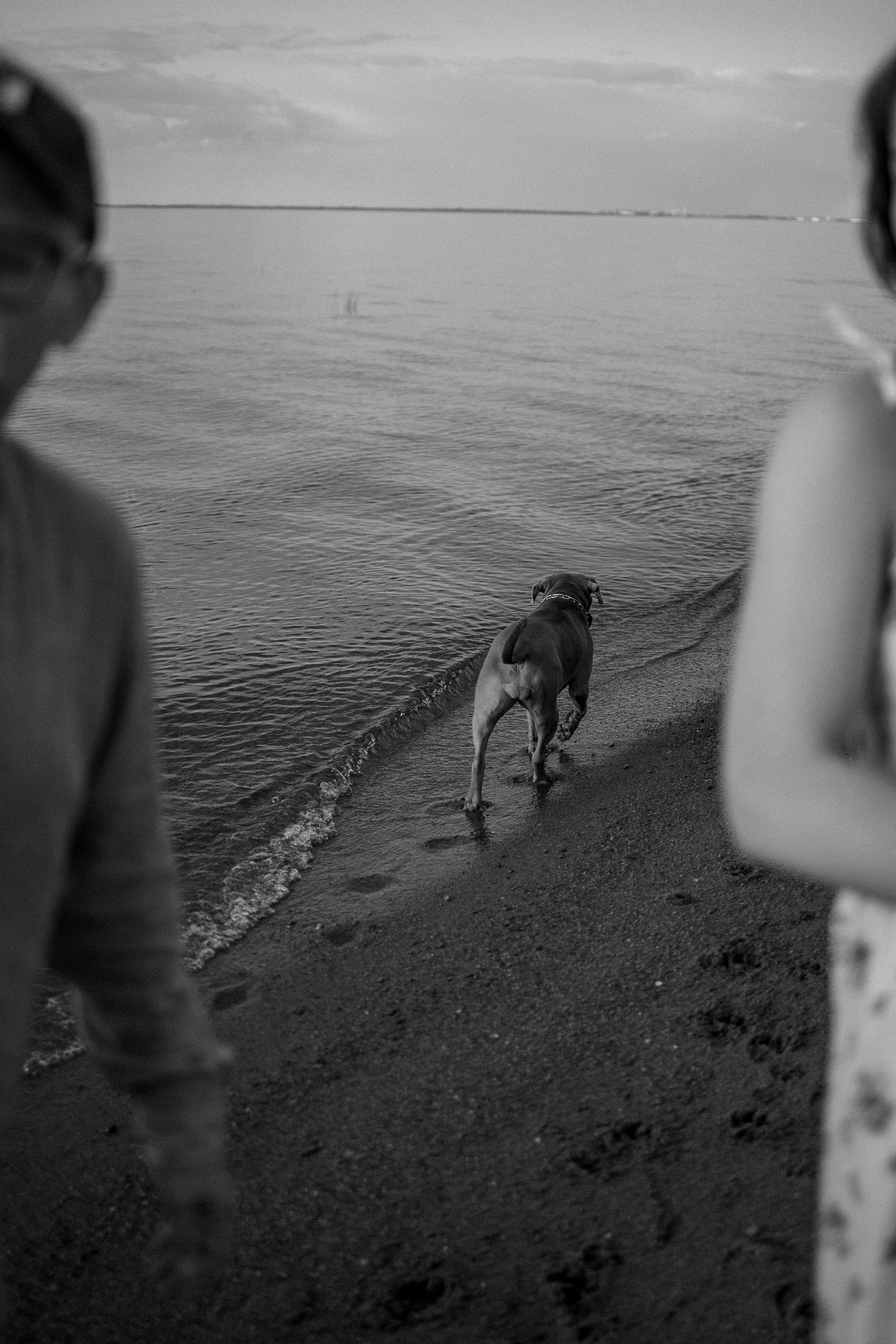 Бонни и ее семья. Фотограф — Анималист | Санкт-Петербург