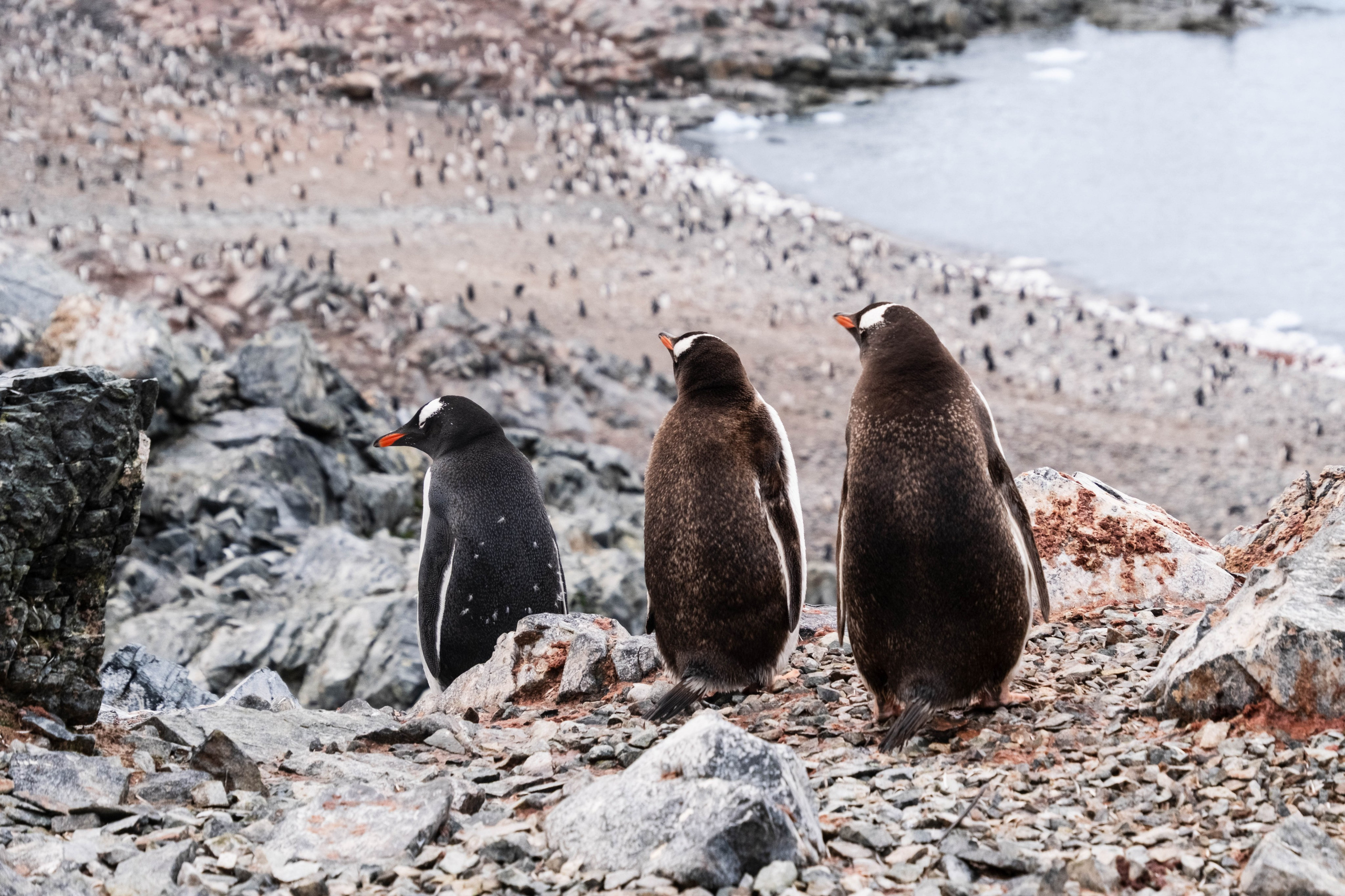 Материк и льды. Фотографии из путешествий