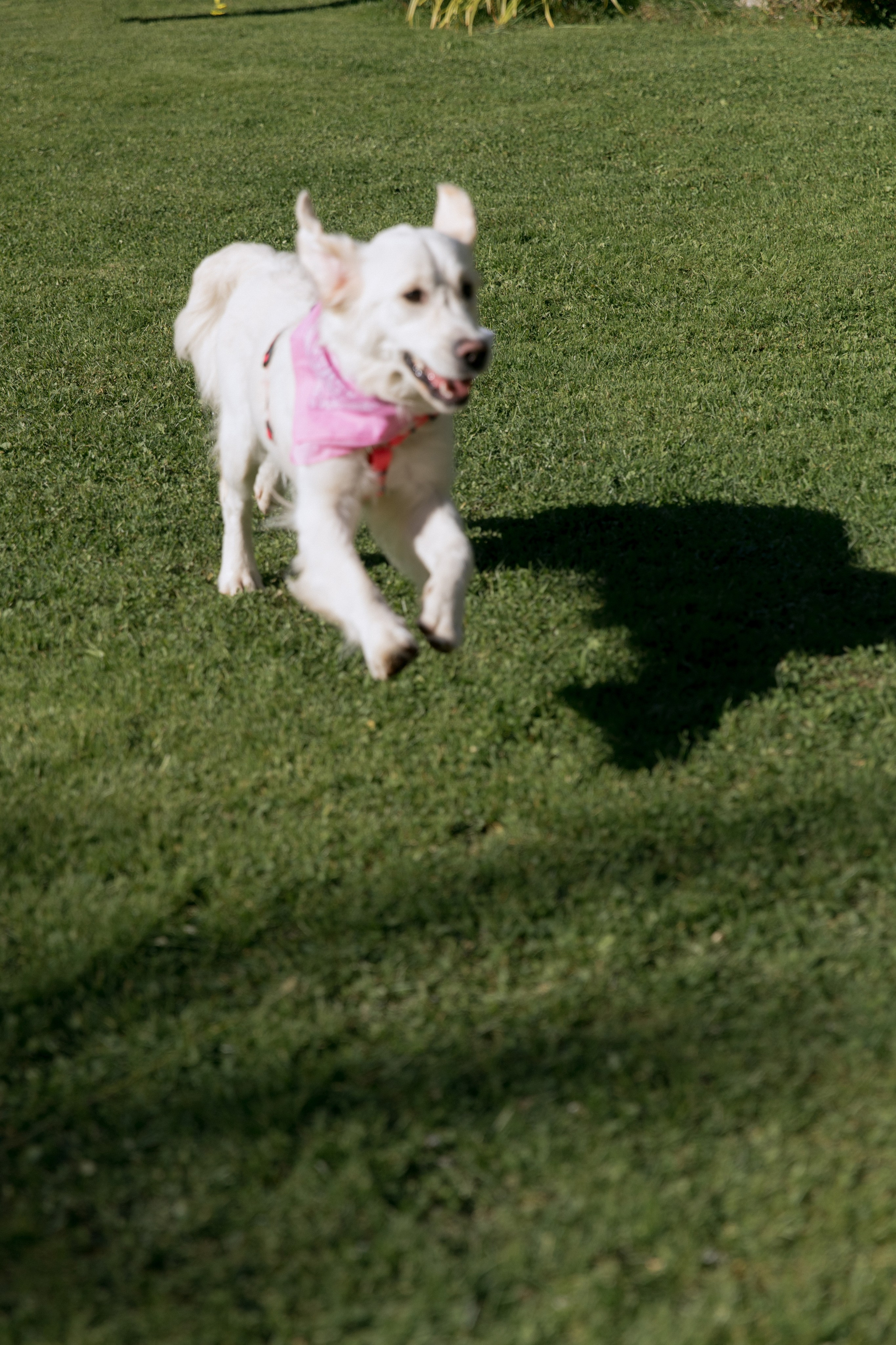 Роман & Полина. Свадебный фотограф в Минске, свадебный фотограф в Грузии, свадебный фо