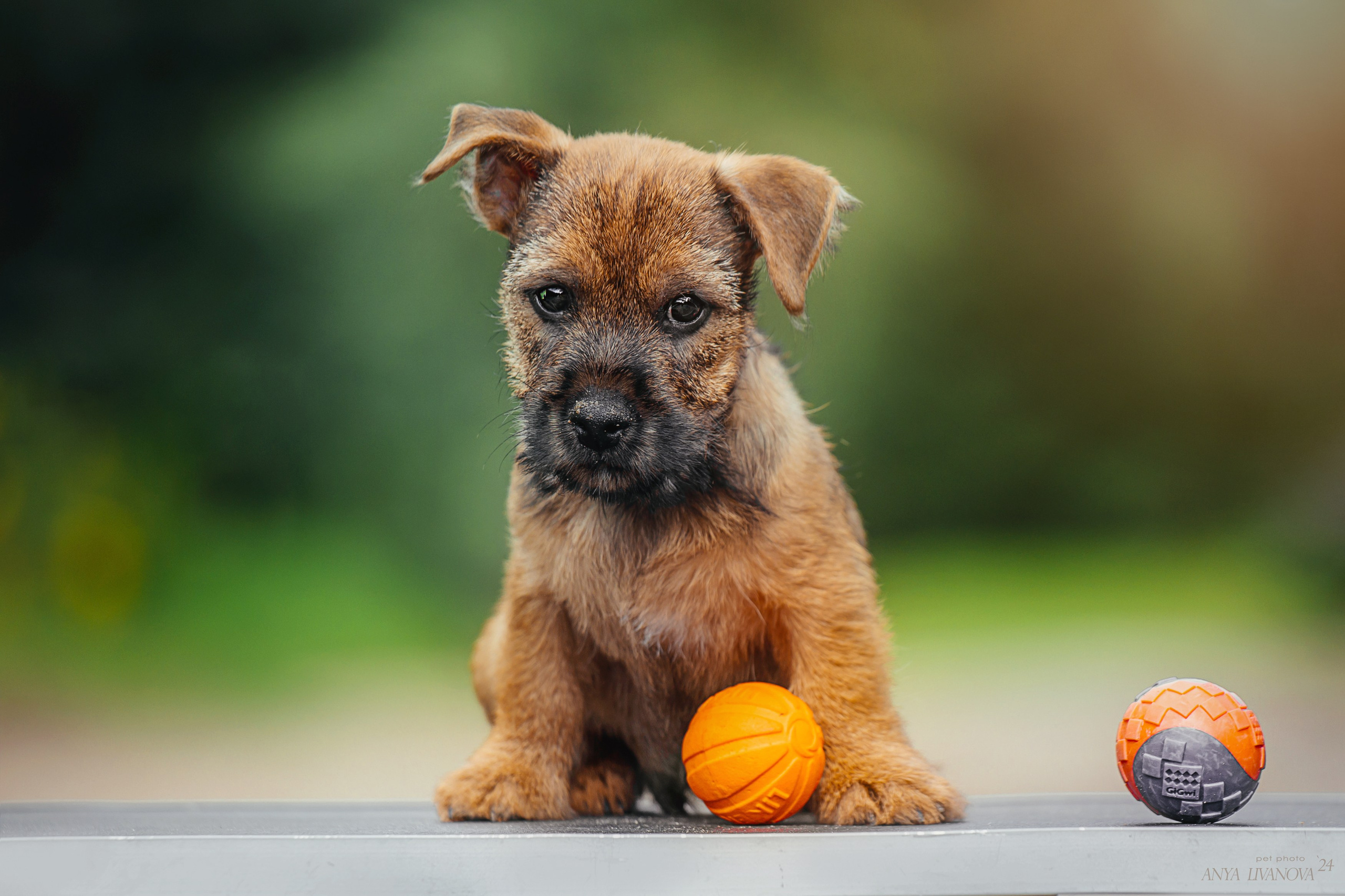 Норвичи. Фотограф анималист Аня Ливанова | Рыбинск