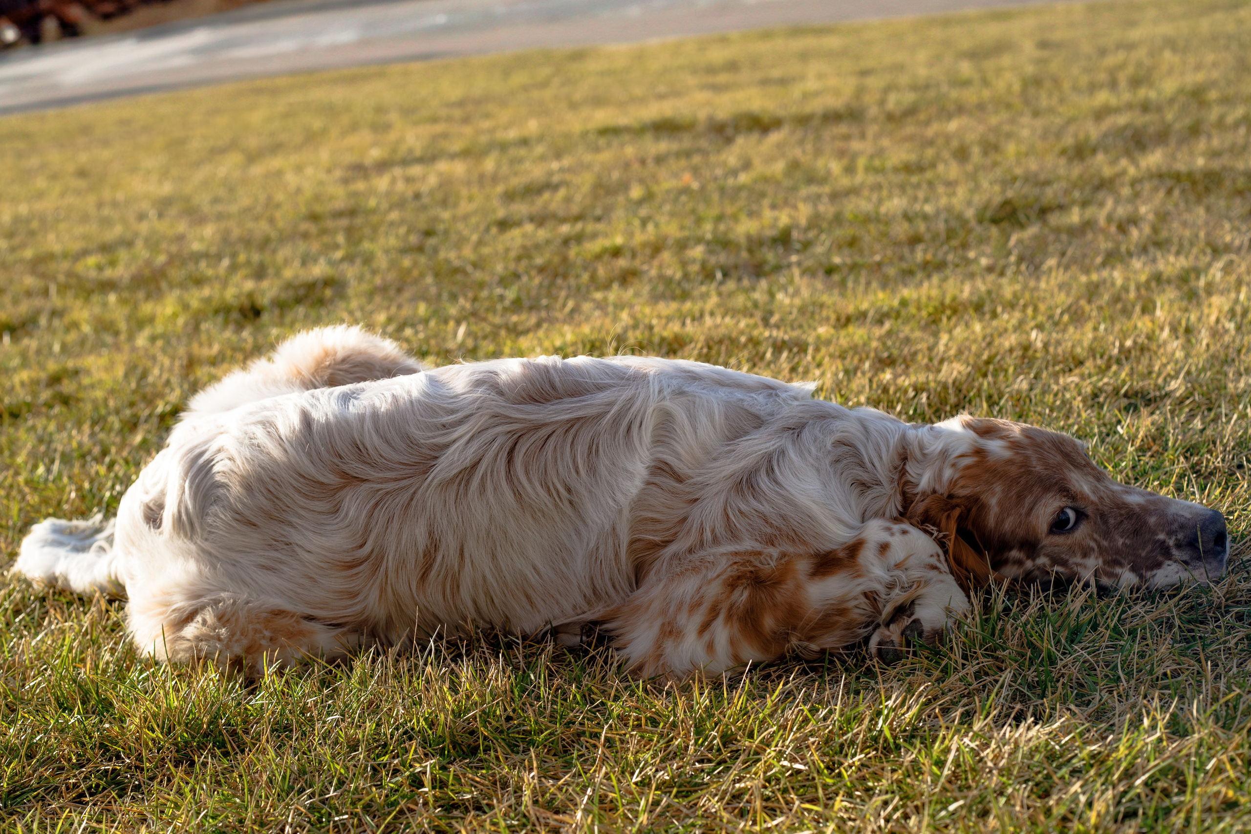 Андрей и Милан. Фотограф Екатерина Козловская