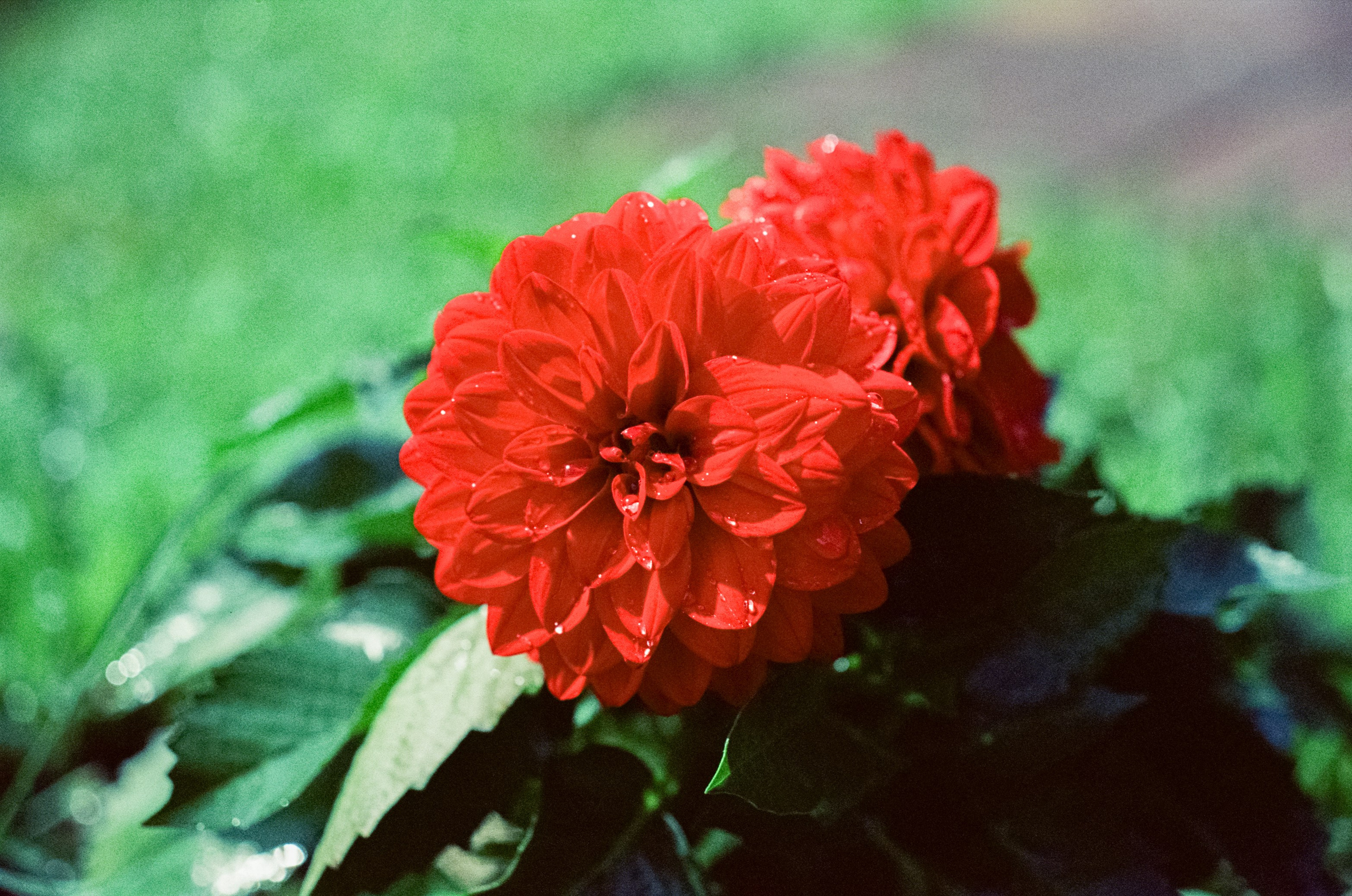 Kodak Vision 3 500T примеры фотографий