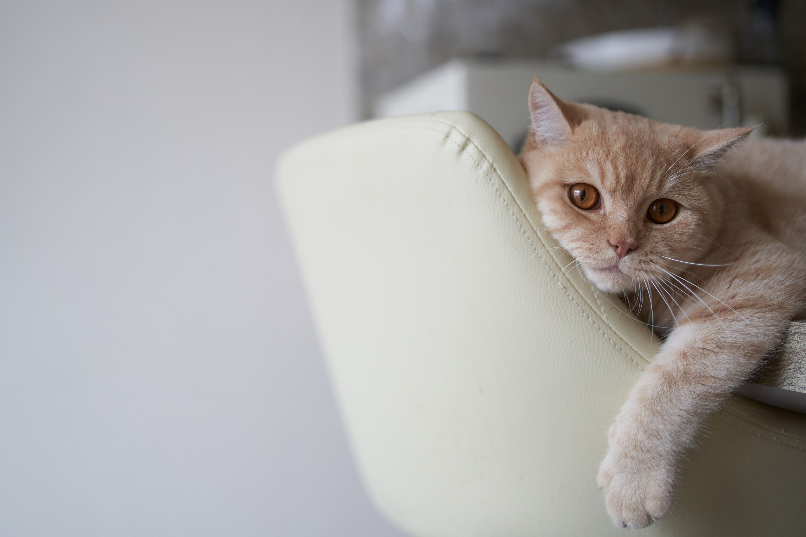 Фотосессия кота. Мужская фотосессия в СПб|Ирина Курманаева