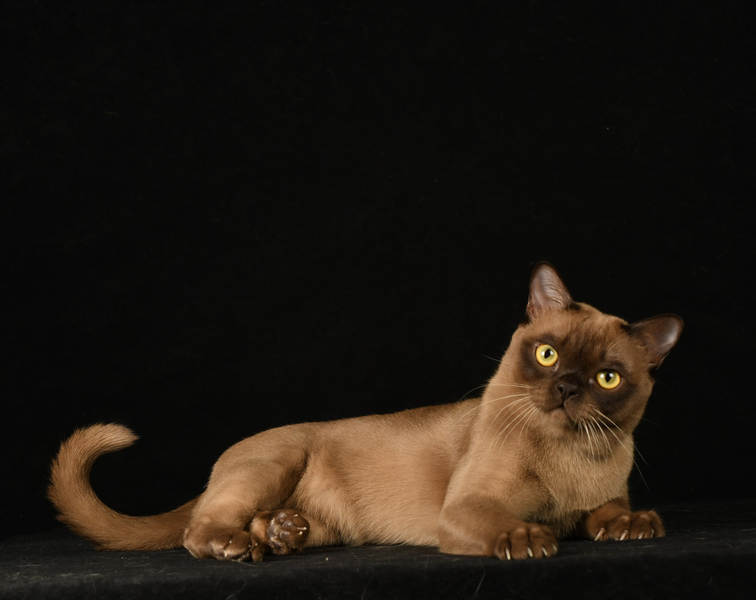 Котёнок американской бурмы. Las Burmas — питомник американской бурмы традиционных линий