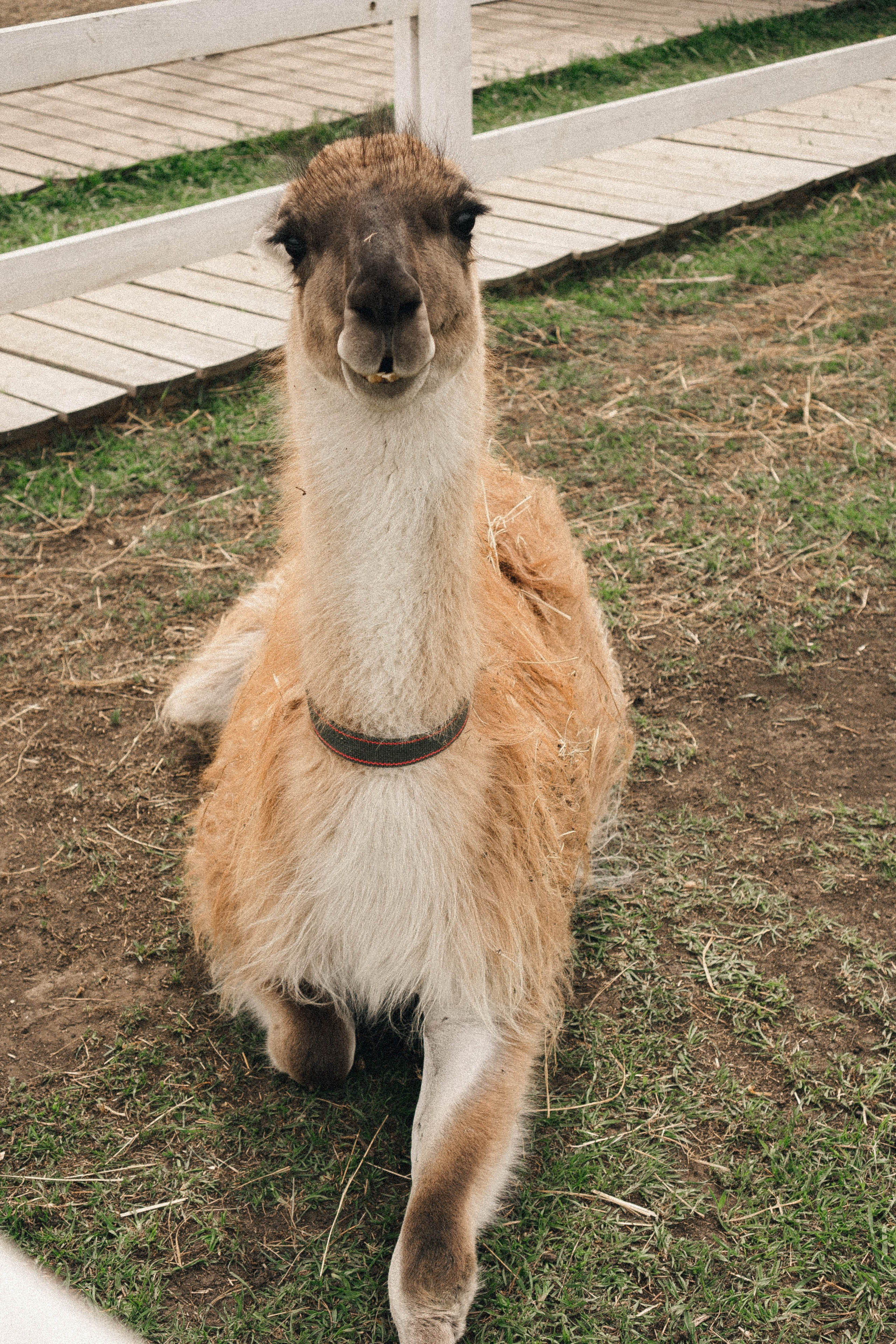 Ферма Альпак. Профессиональный фотограф, Санкт-Петербург — Виктория Богомолова