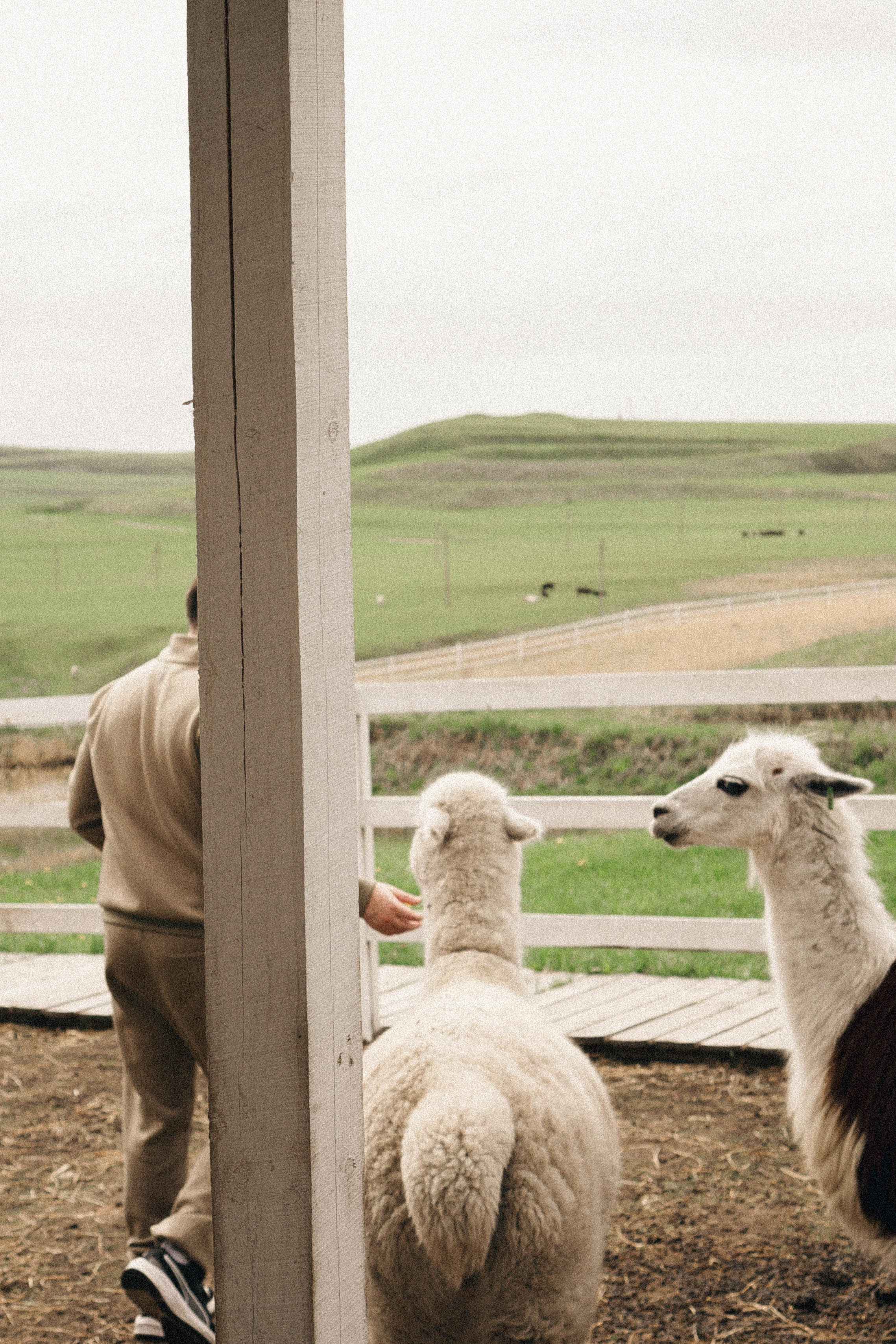 Ферма Альпак. Профессиональный фотограф, Санкт-Петербург — Виктория Богомолова