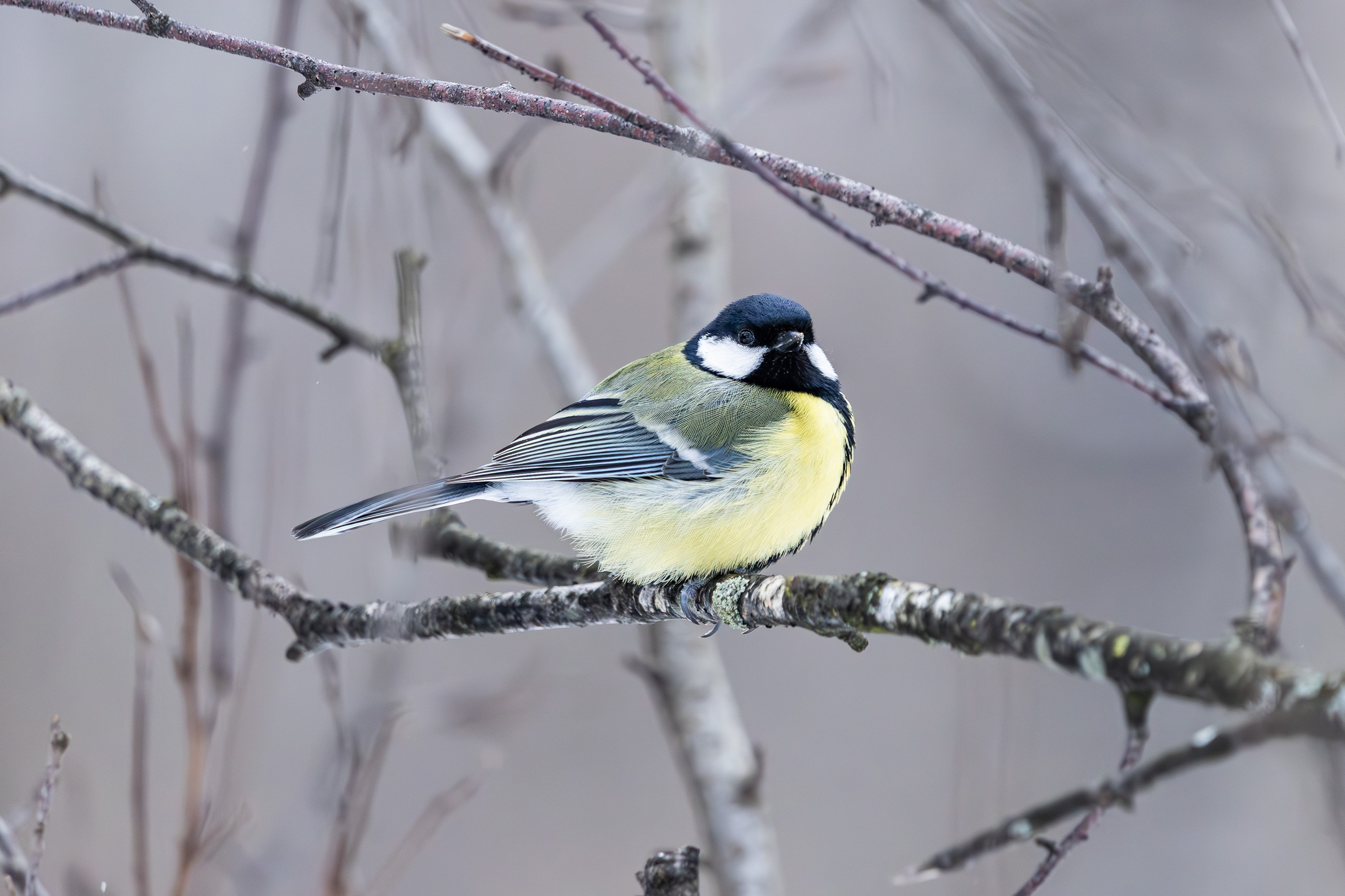 Природа. Фотограф Владимир Охрименко