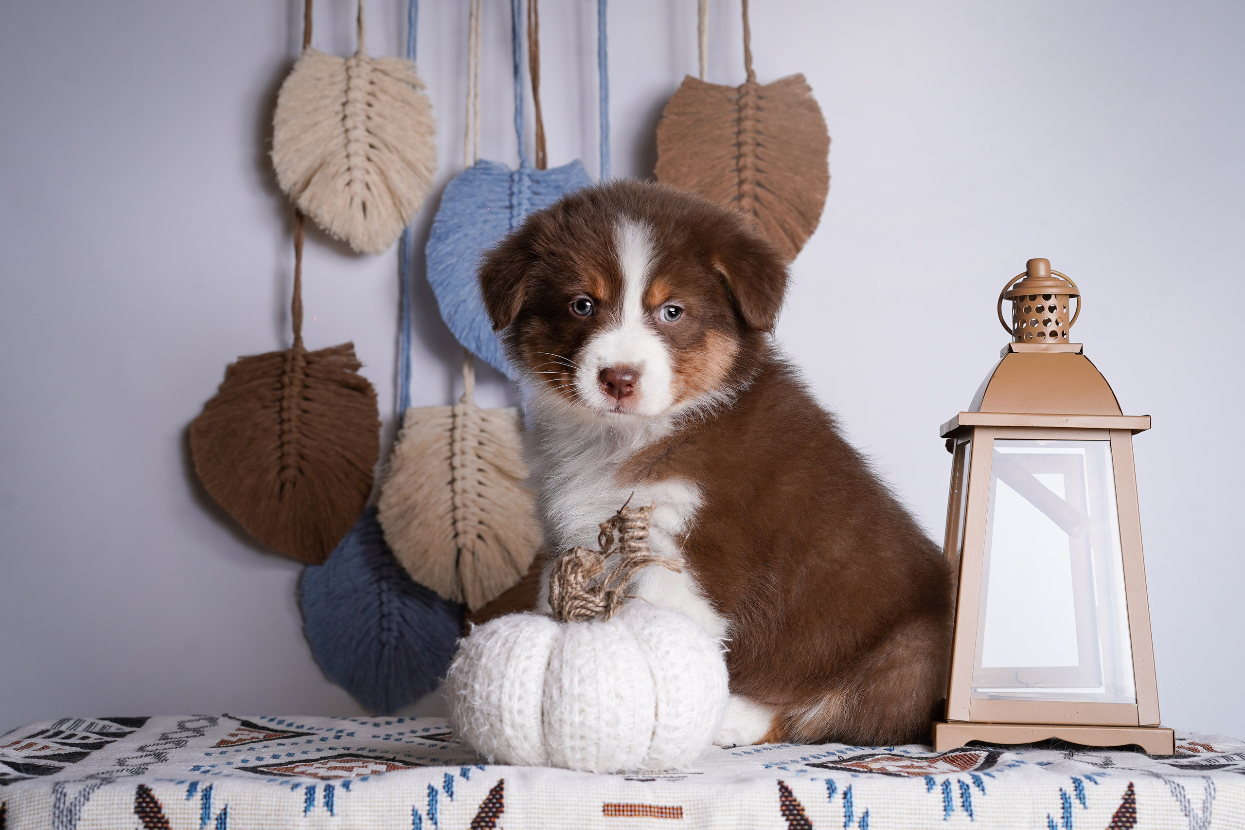 Щенки аусси. Фотограф-анималист в Санкт-Петербурге Яна Мартынова