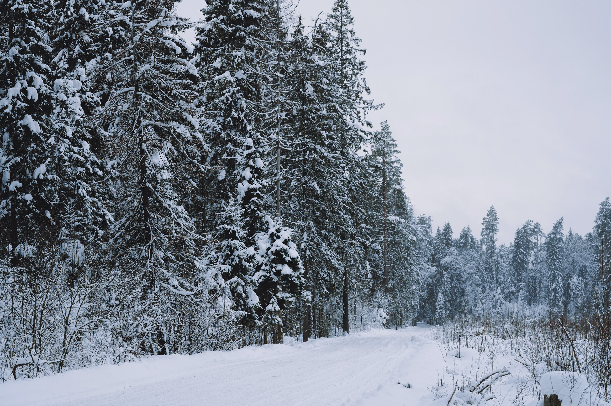 Январь. Komonev