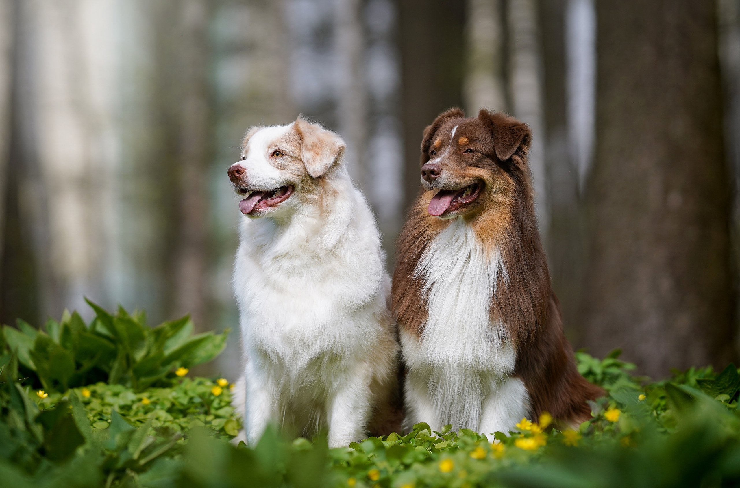 Рокки и Гермиона. Фотограф-анималист в Санкт-Петербурге Яна Мартынова