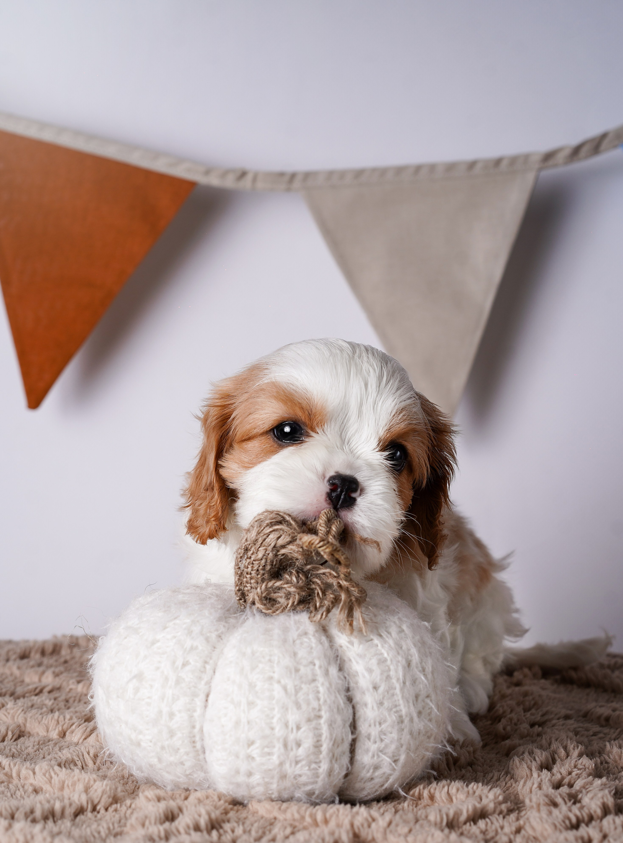 Щенки кавалер кинг чарльз спаниеля. Фотограф-анималист в Санкт-Петербурге Яна Мартынова