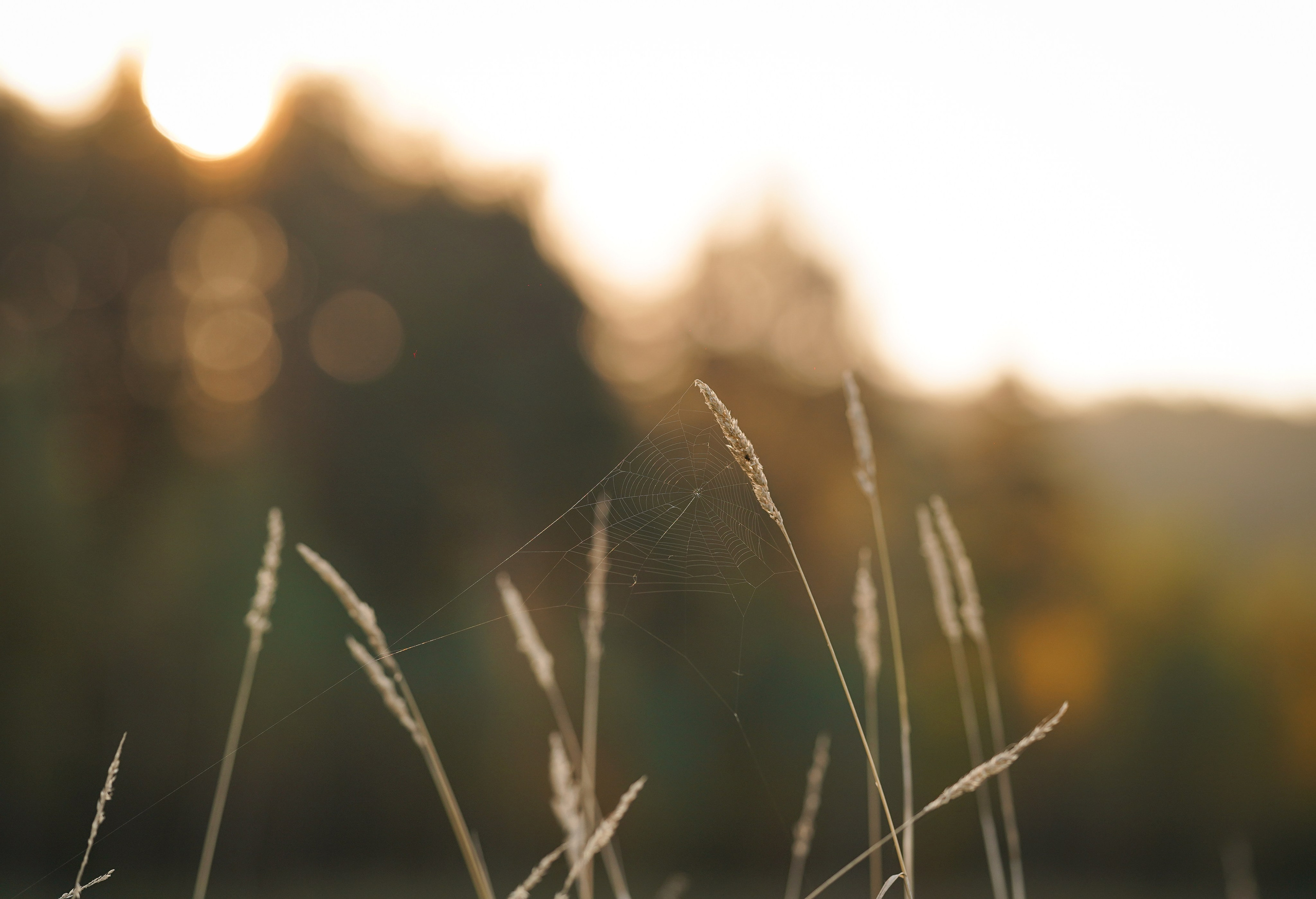 Катя Сэнди и Рокки. Фотограф-анималист в Санкт-Петербурге Яна Мартынова