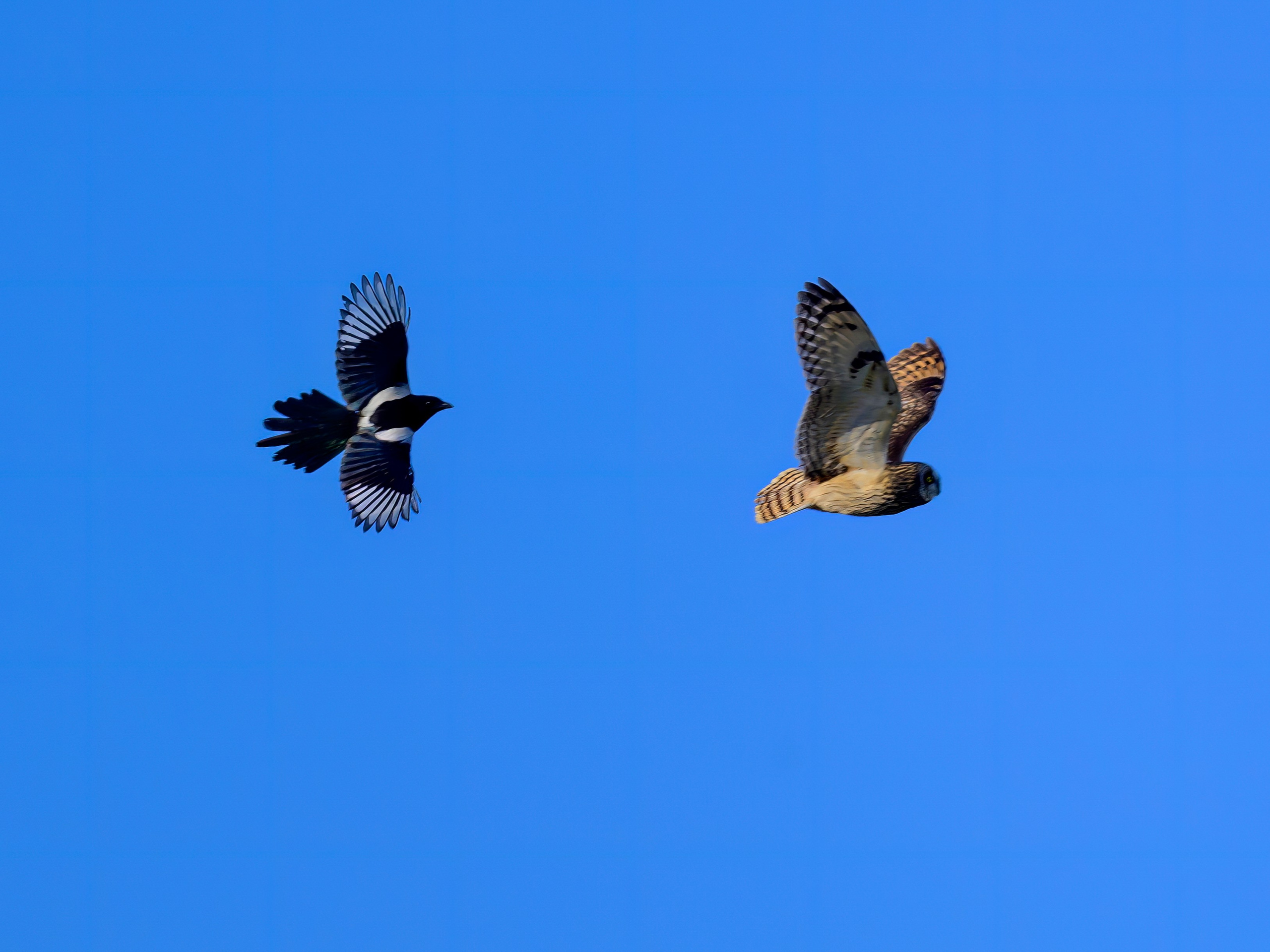 Совы и сороки. Wildlife photography by Sergey Puponin
