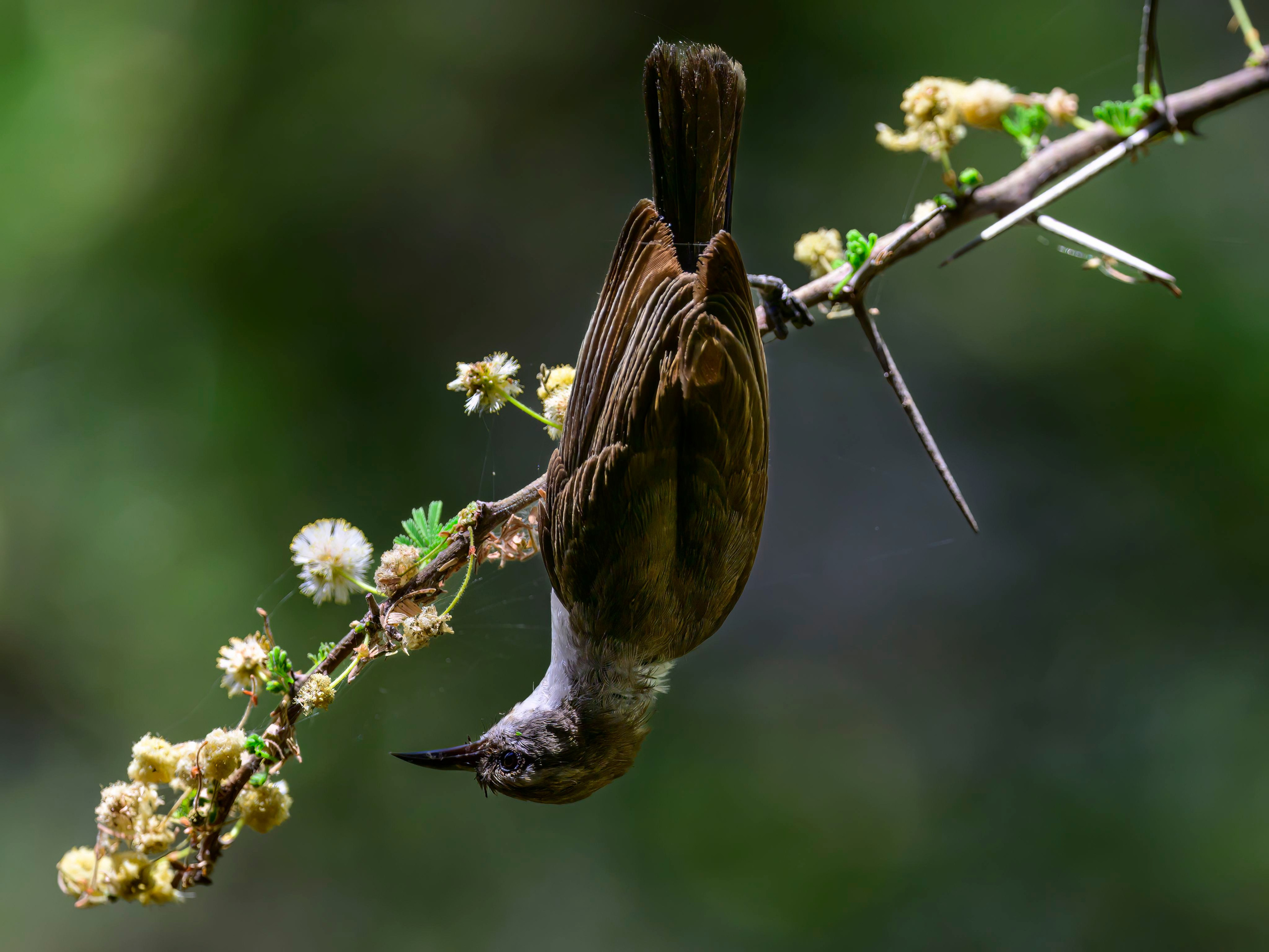 Кения. Wildlife photography by Sergey Puponin
