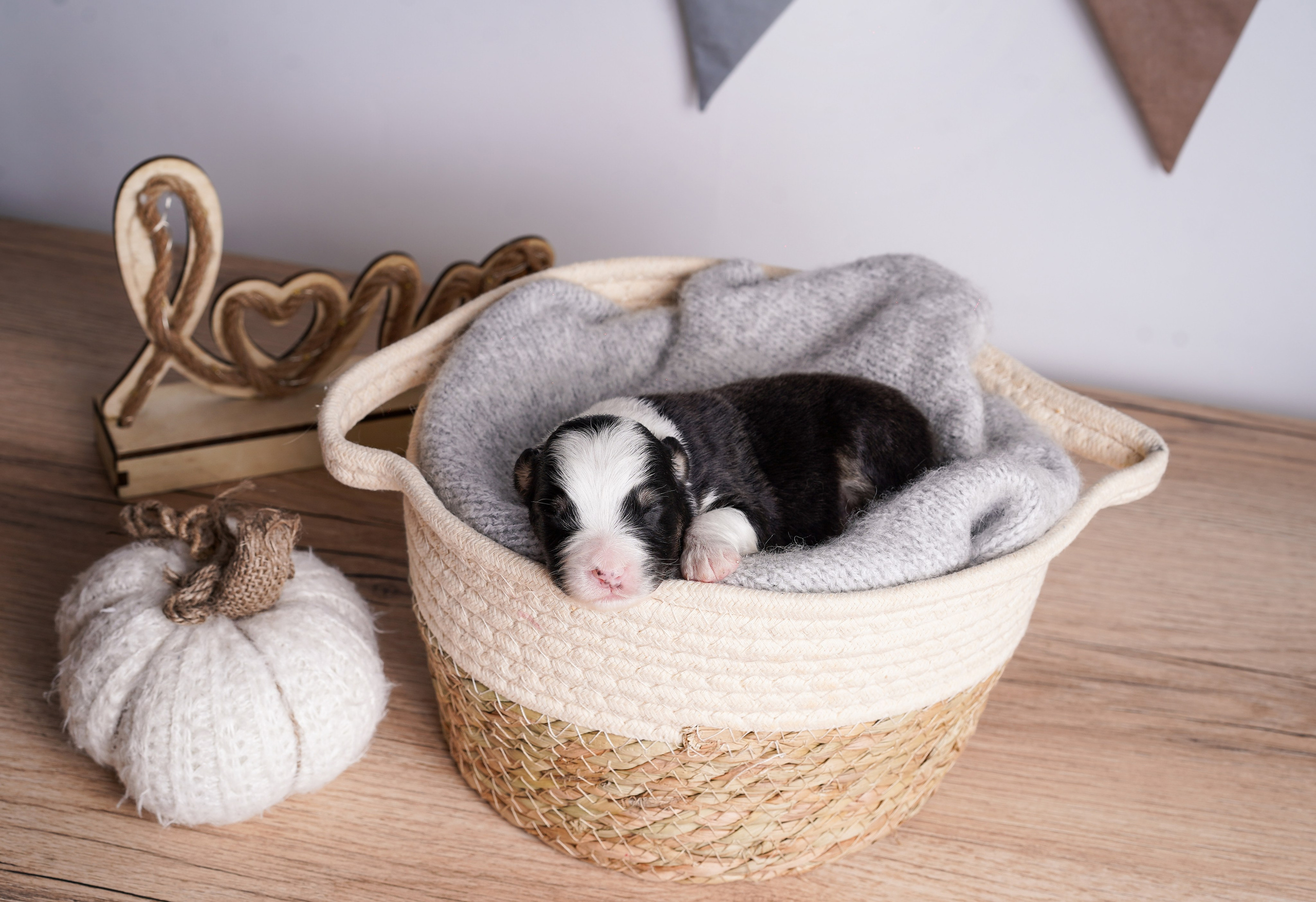 Щенки аусси. Фотограф-анималист в Санкт-Петербурге Яна Мартынова