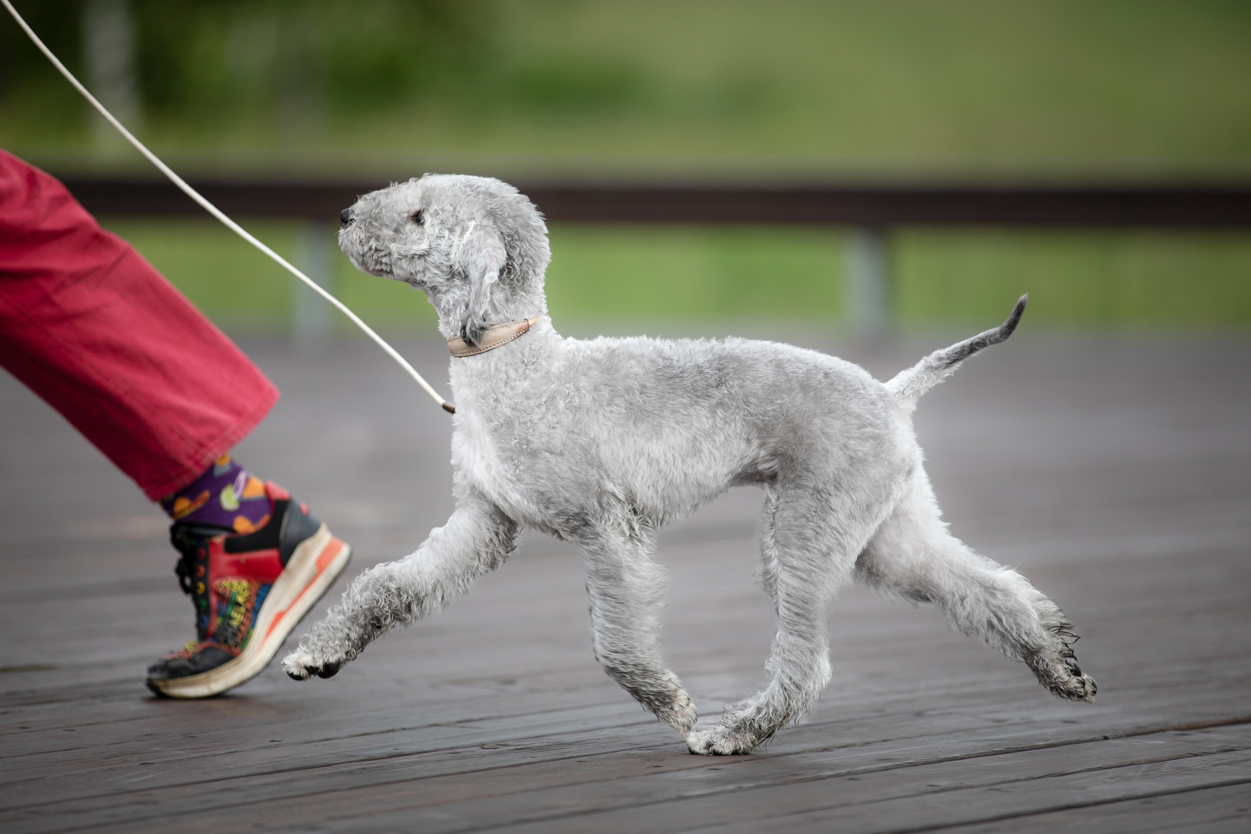 Фотограф-анималист Смирнова Клеопатра|Москва