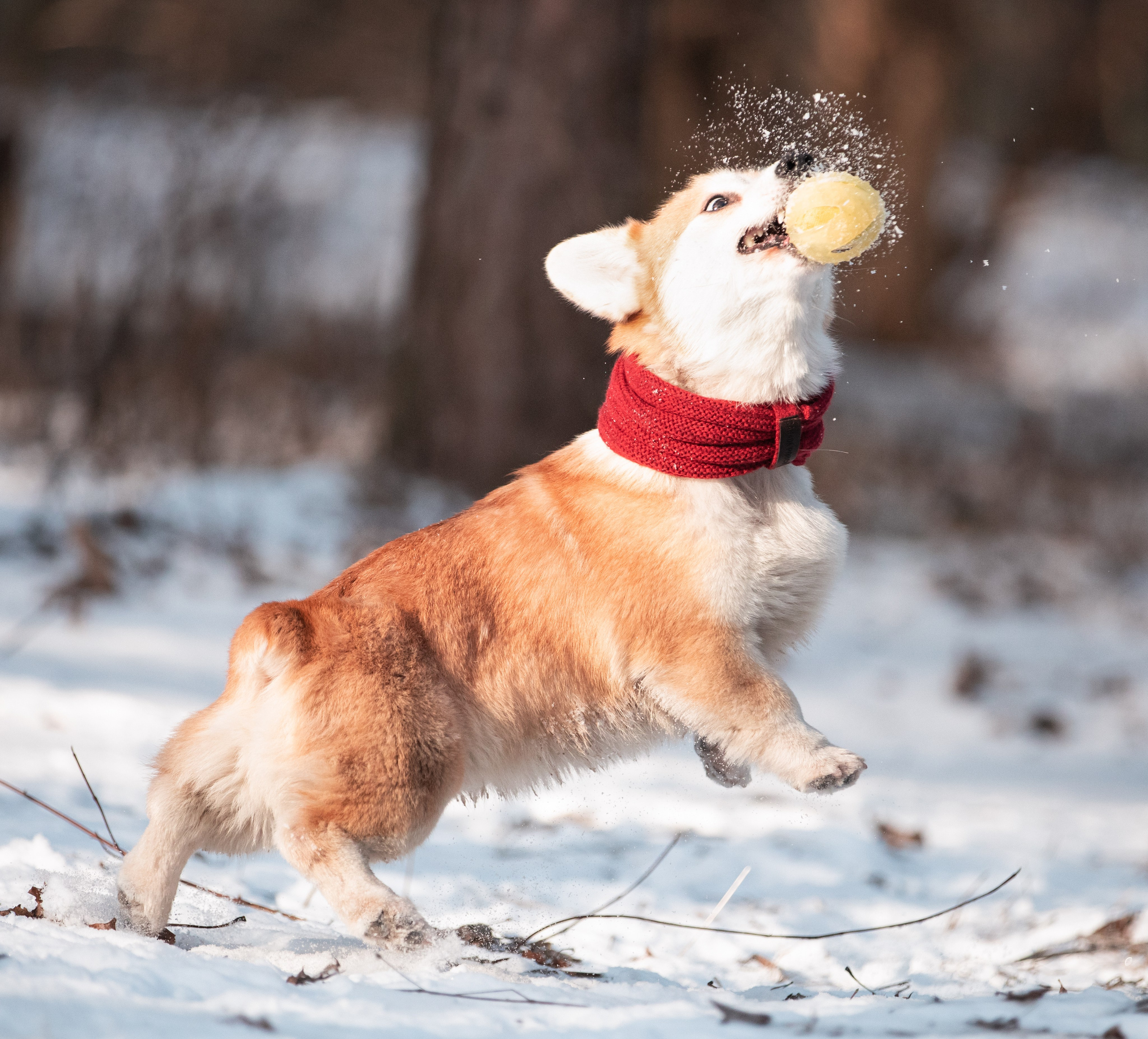Даша и Дживс. Фотограф-анималист Смирнова Клеопатра|Москва