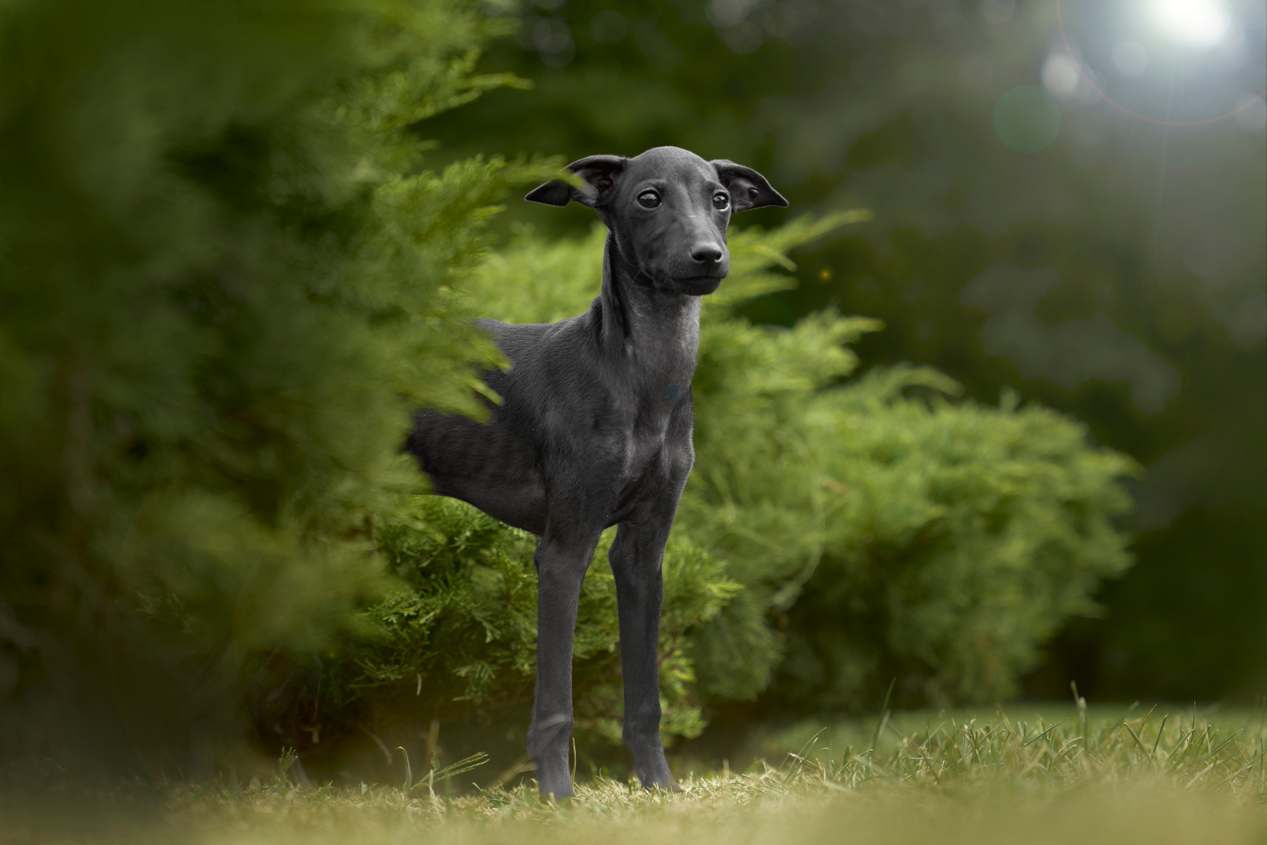 Макар и Анна