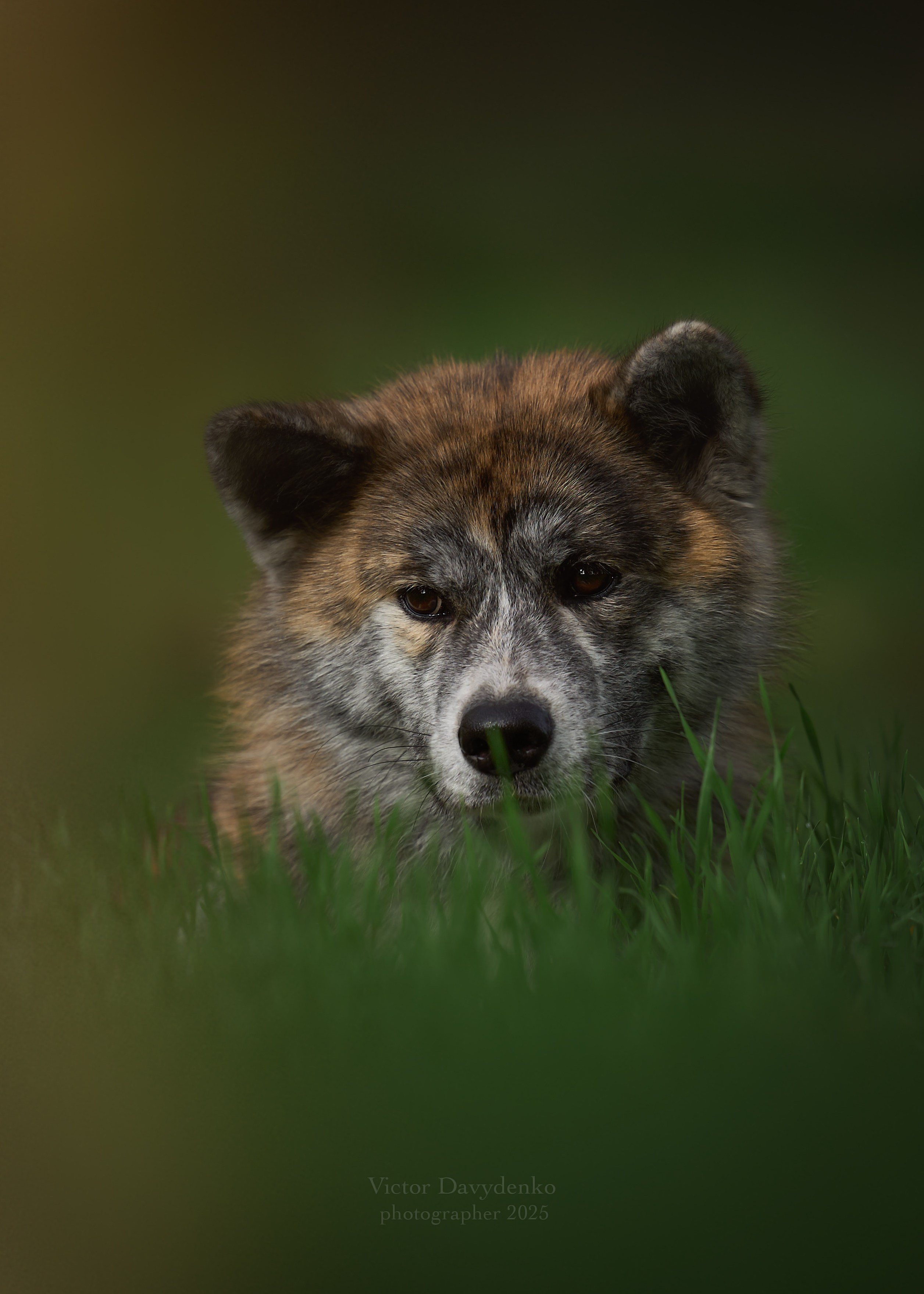 фотосессия собак краснодар выставка собак фотограф анималист сочи акита