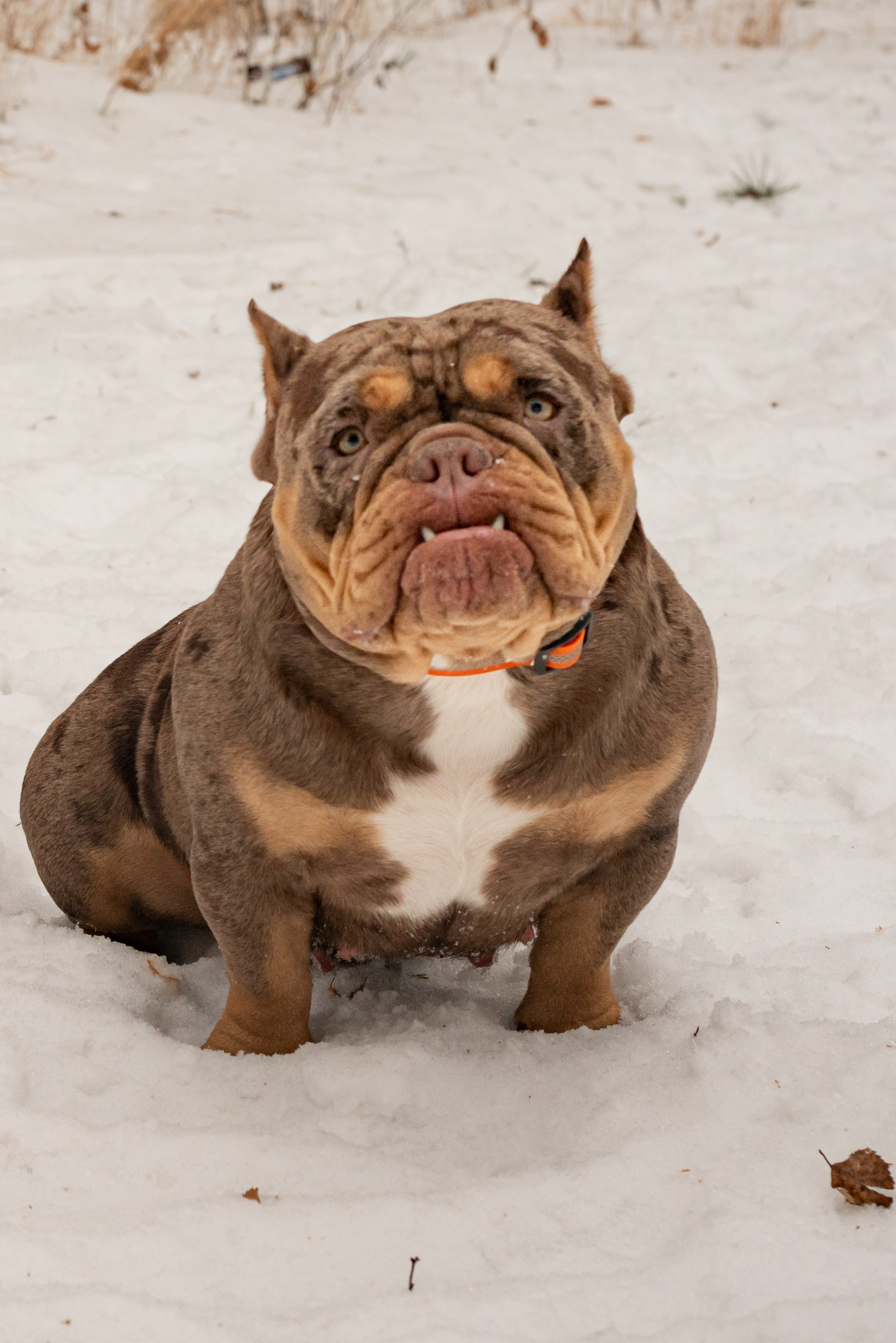 Dog. Фотография — это миг, который фиксирует вечность