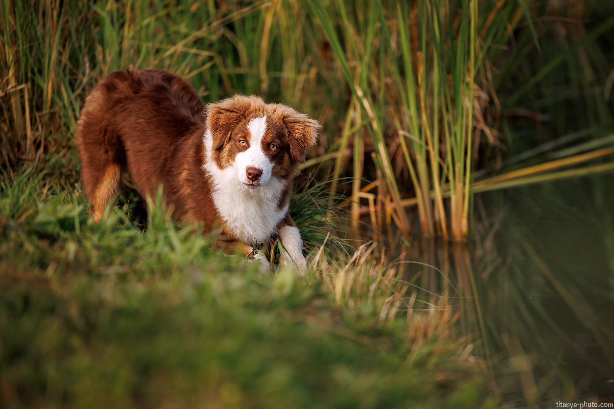 Наталья и мини аусси Ника. Фотограф собак, фотограф-анималист Аня Титова (Titanya). Москва