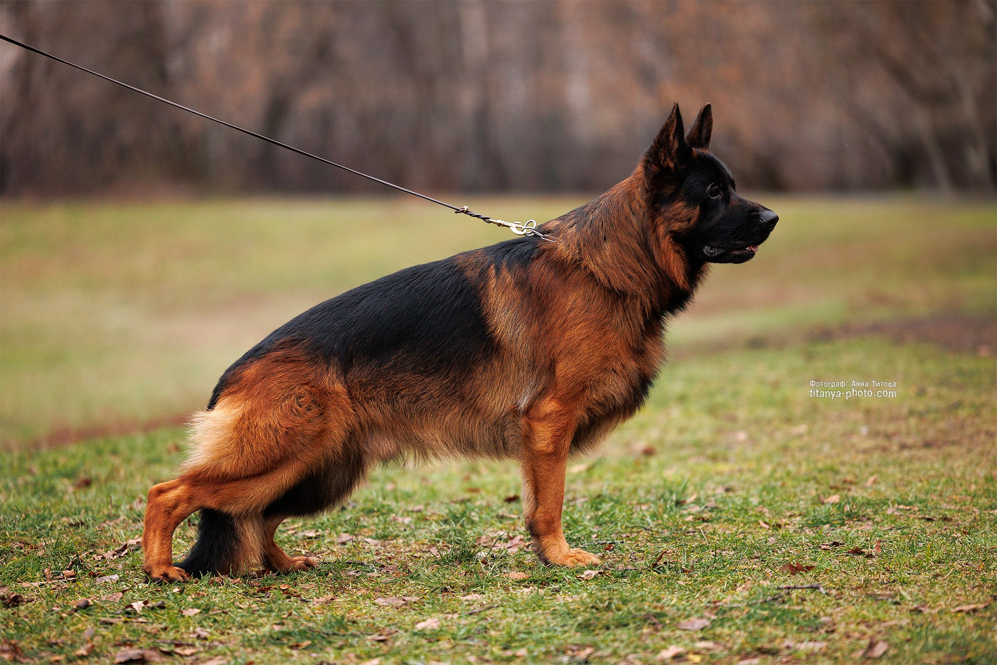 Экстерьерная фотосъёмка немецких овчарок. Фотограф собак, фотограф-анималист Аня Титова (Titanya). Москва