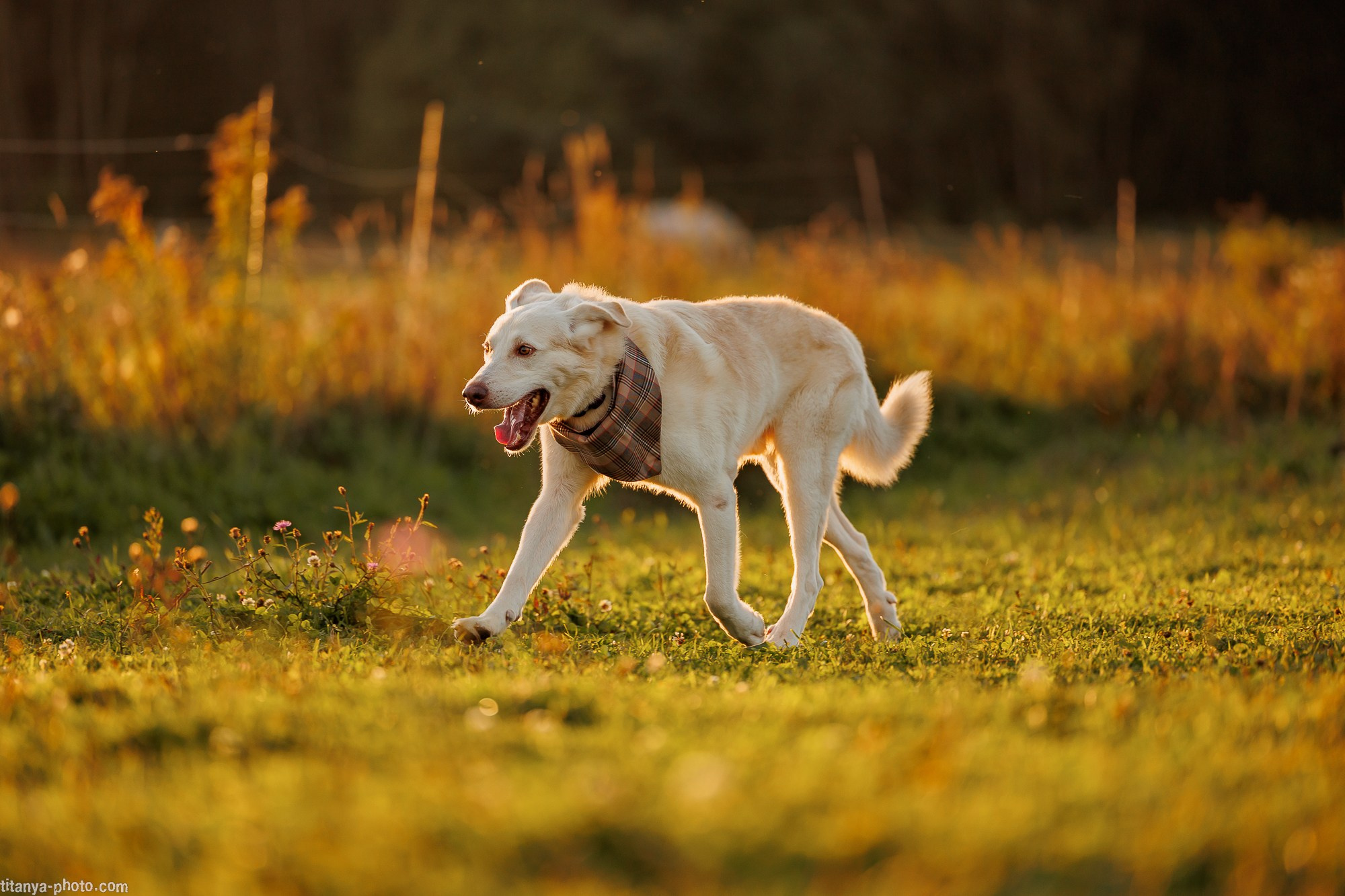 Закатная семейная фотосессия: про Настю и её дружную семью. Фотограф собак, фотограф-анималист Аня Титова (Titanya). Москва