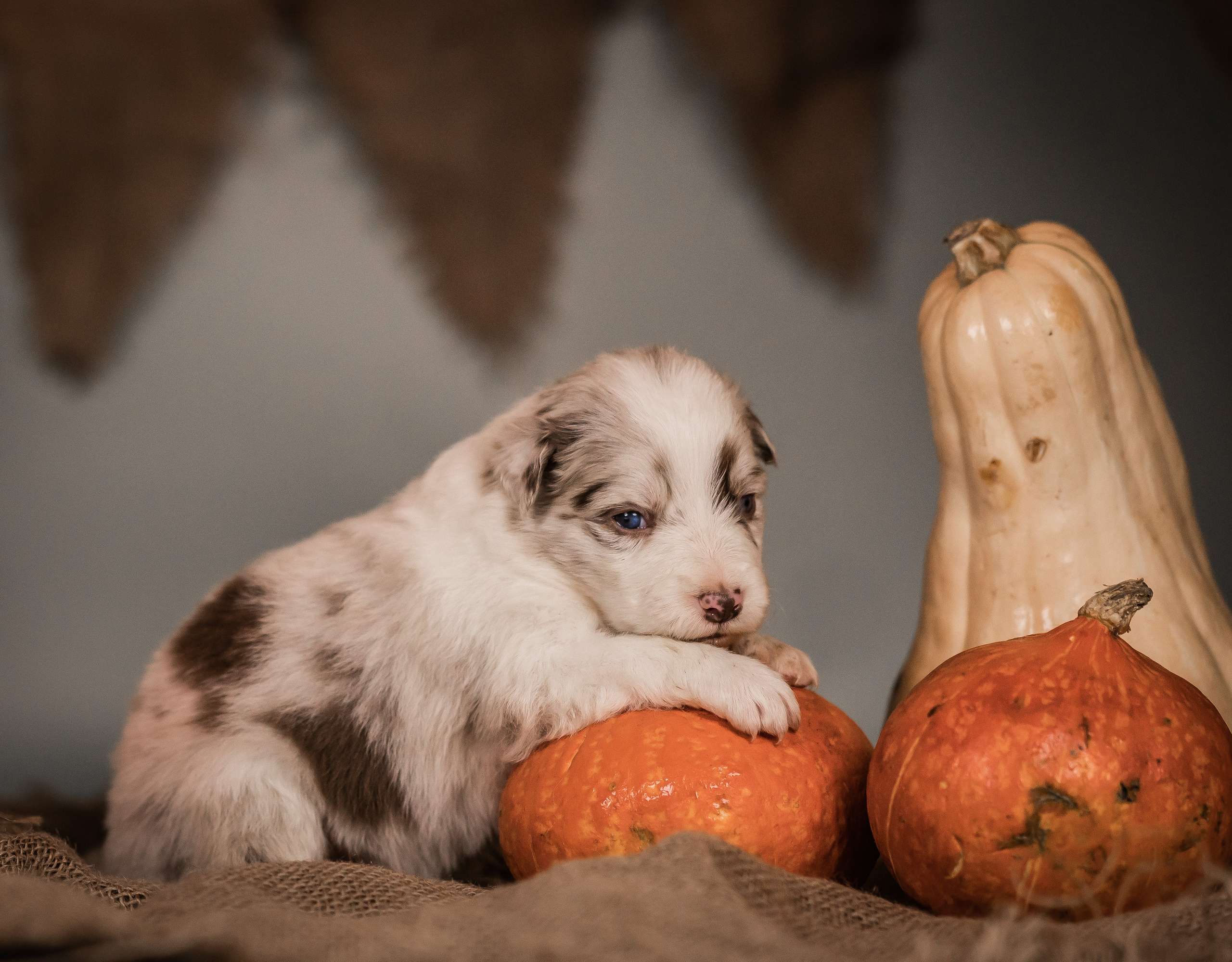 Фритсвит. Семейный фотограф Ефремова Виктория