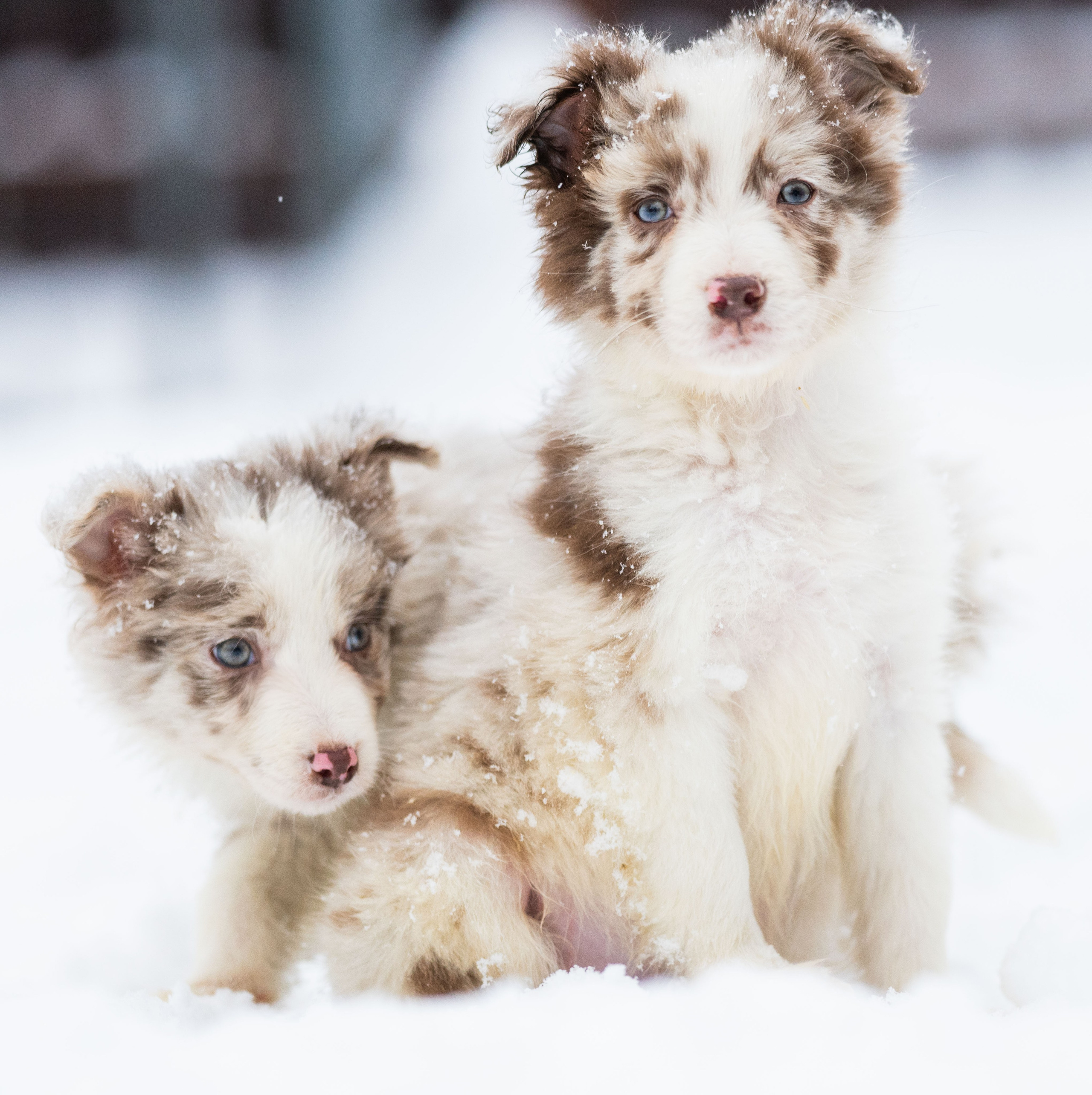 Фритсвит. Семейный фотограф Ефремова Виктория