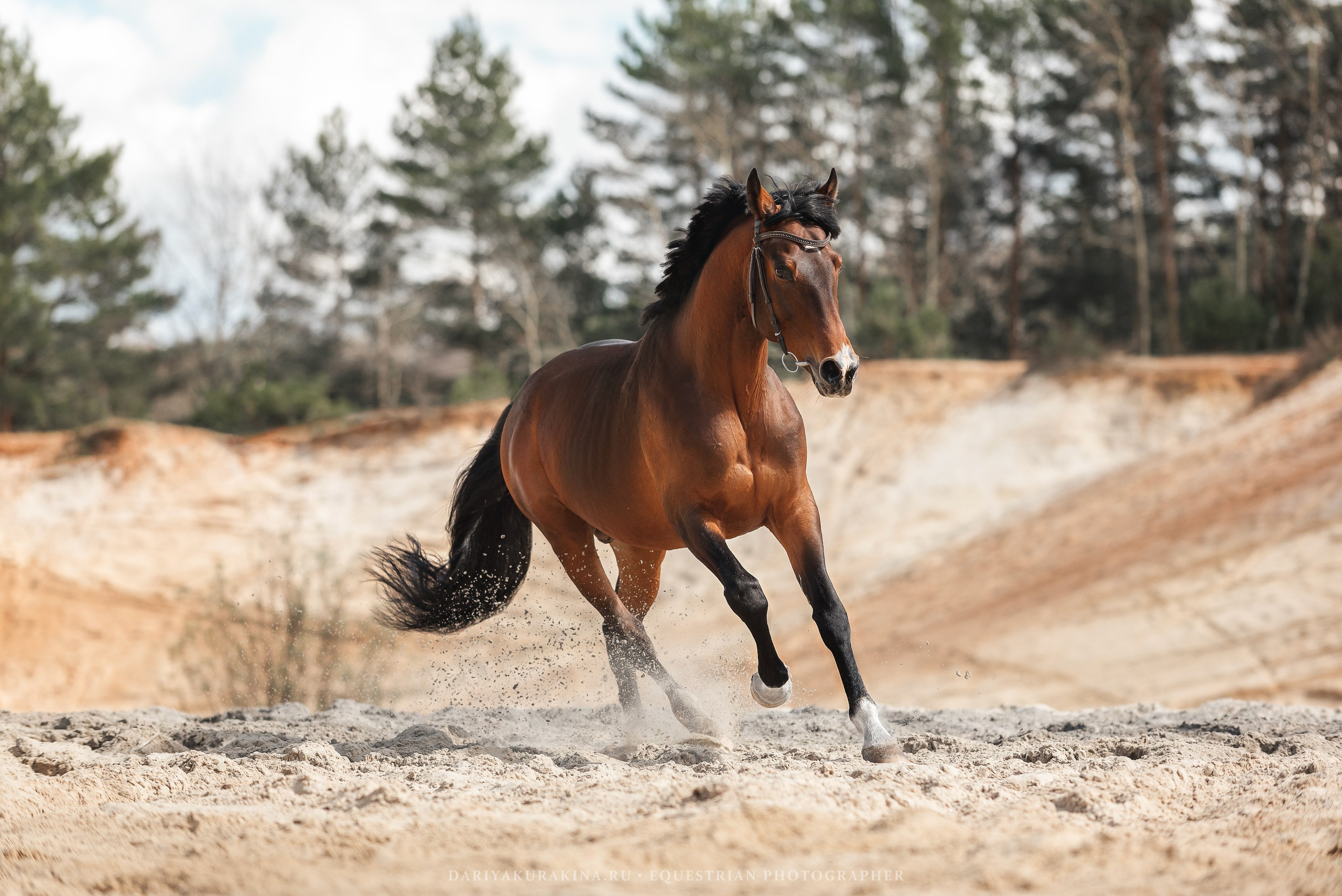Веня, HORSIO. Конный фотограф Куракина Дарья • Фотосессии с лошадьми